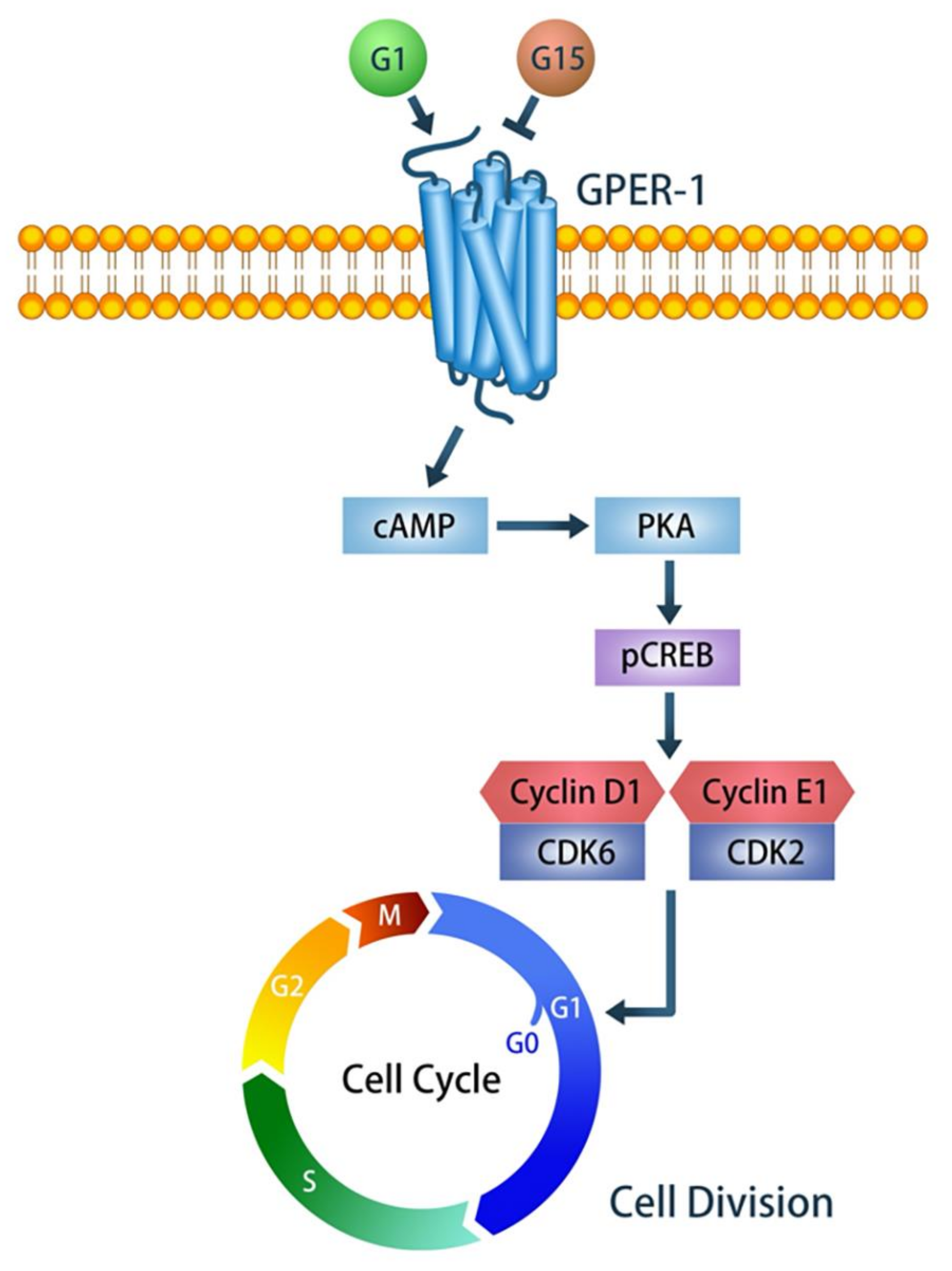 Ijms 21 06490 g007 Ijms 21 06490 g007