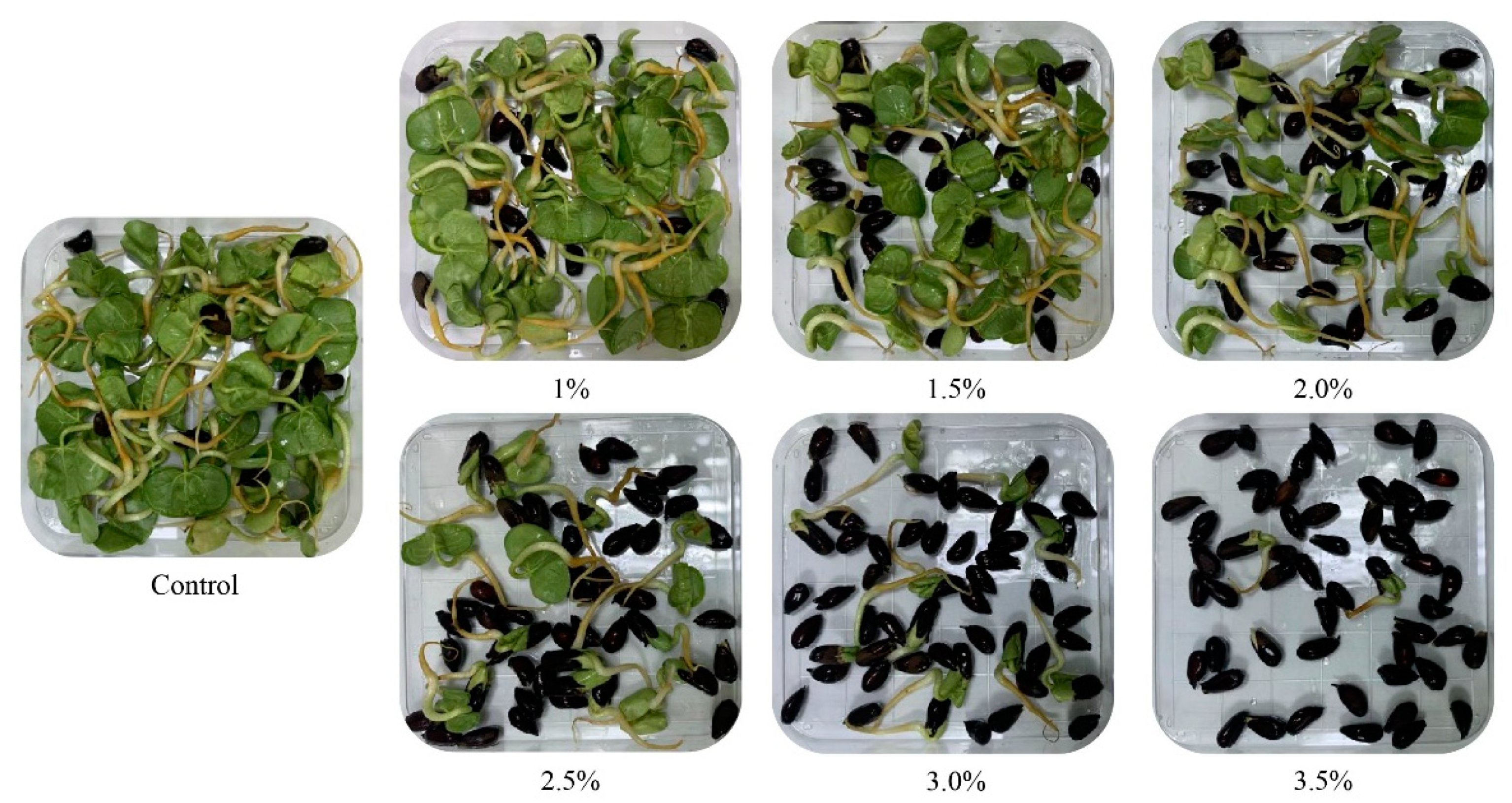 Ijms 21 06505 g002 Ijms 21 06505 g002