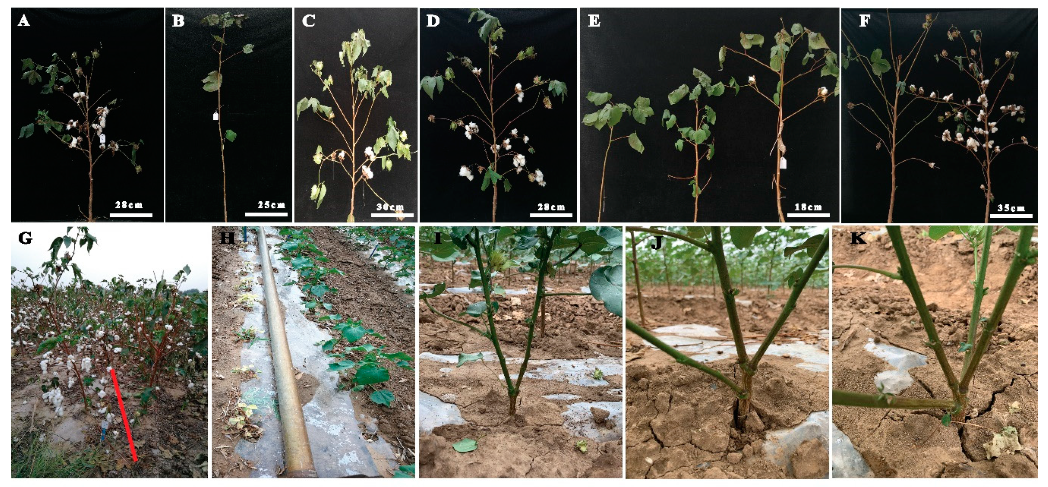 Ijms 21 06505 g003 Ijms 21 06505 g003