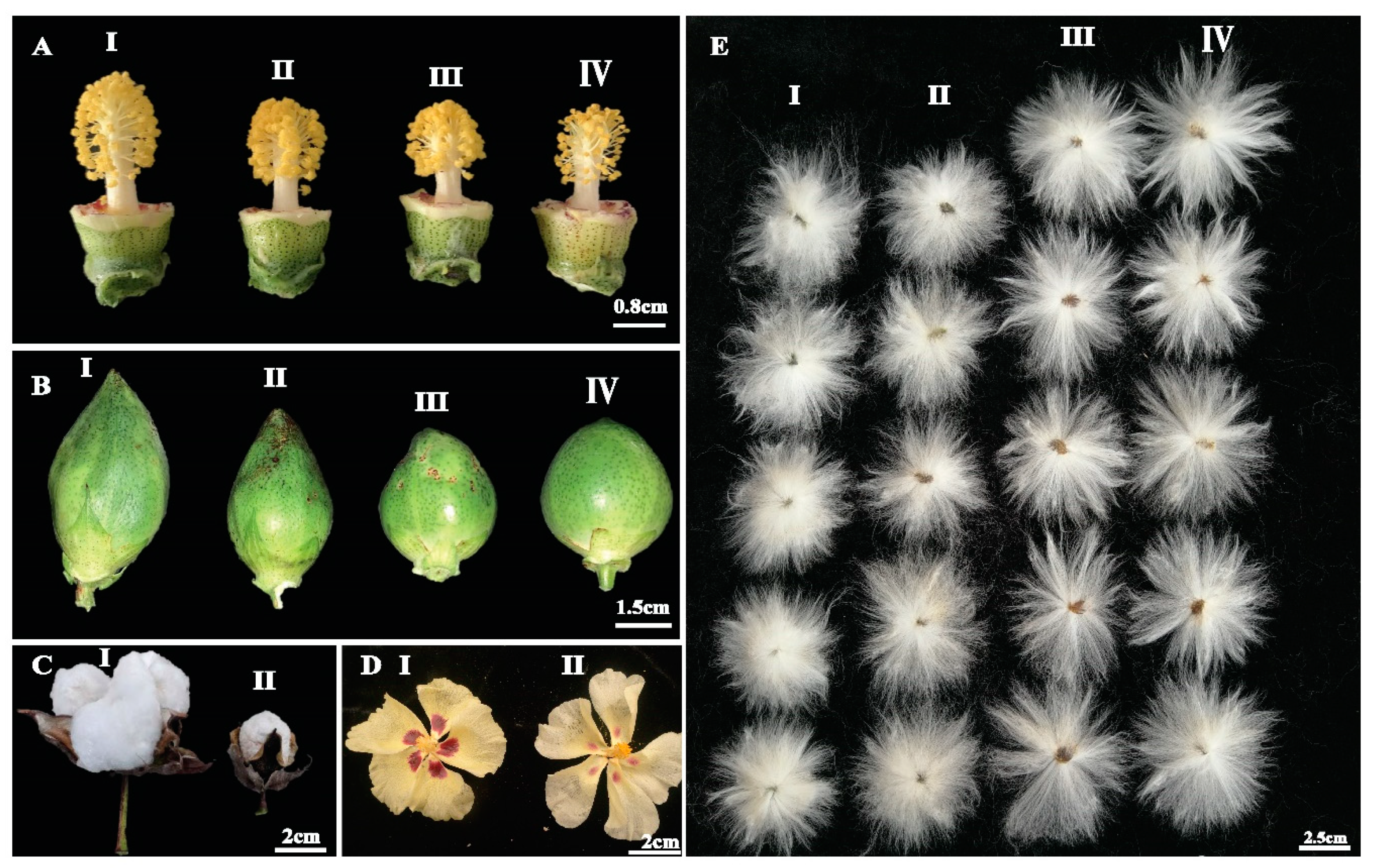 Ijms 21 06505 g004 Ijms 21 06505 g004