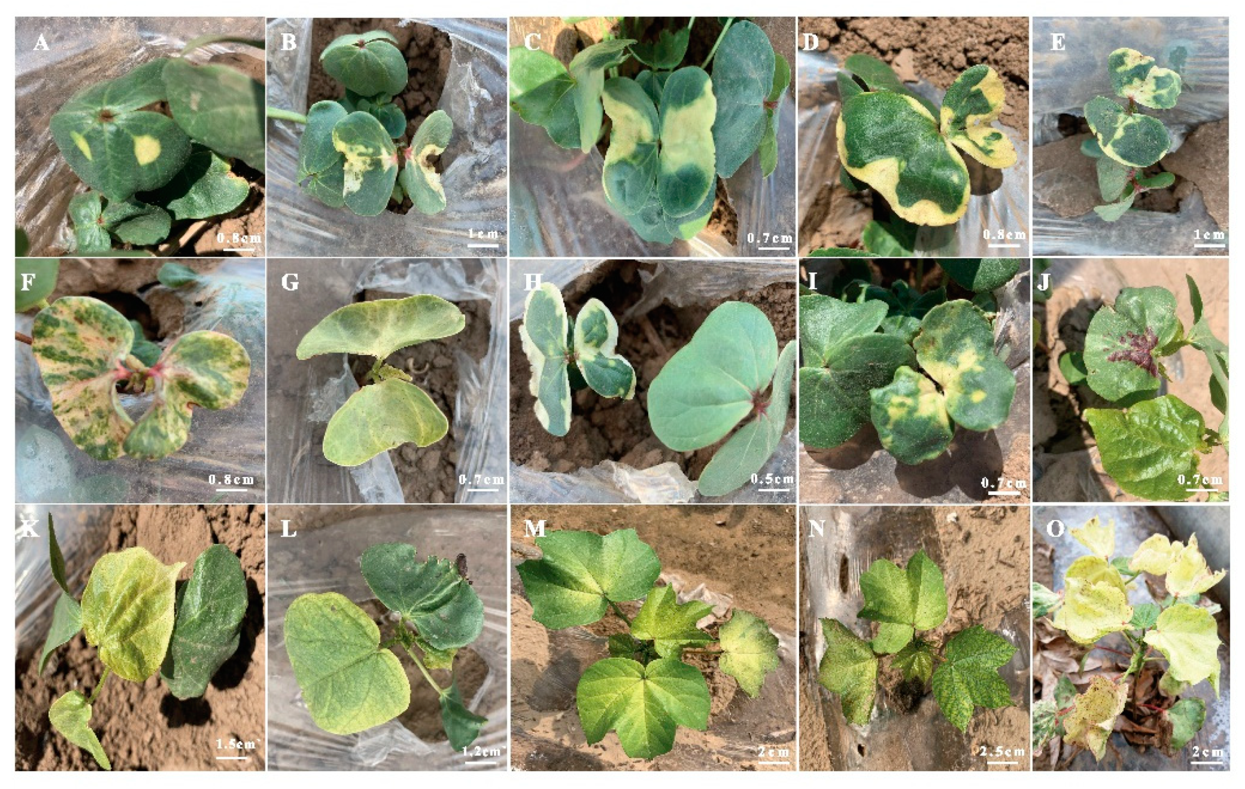 Ijms 21 06505 g005 Ijms 21 06505 g005