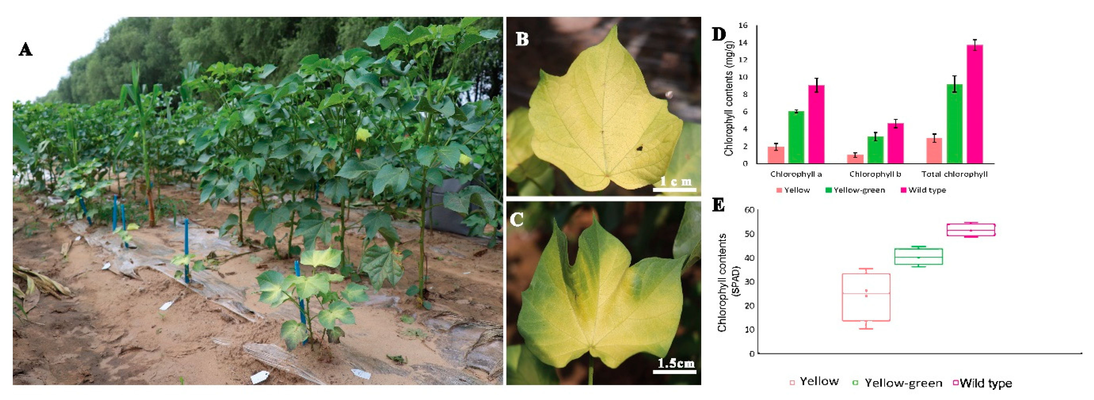 Ijms 21 06505 g006 Ijms 21 06505 g006