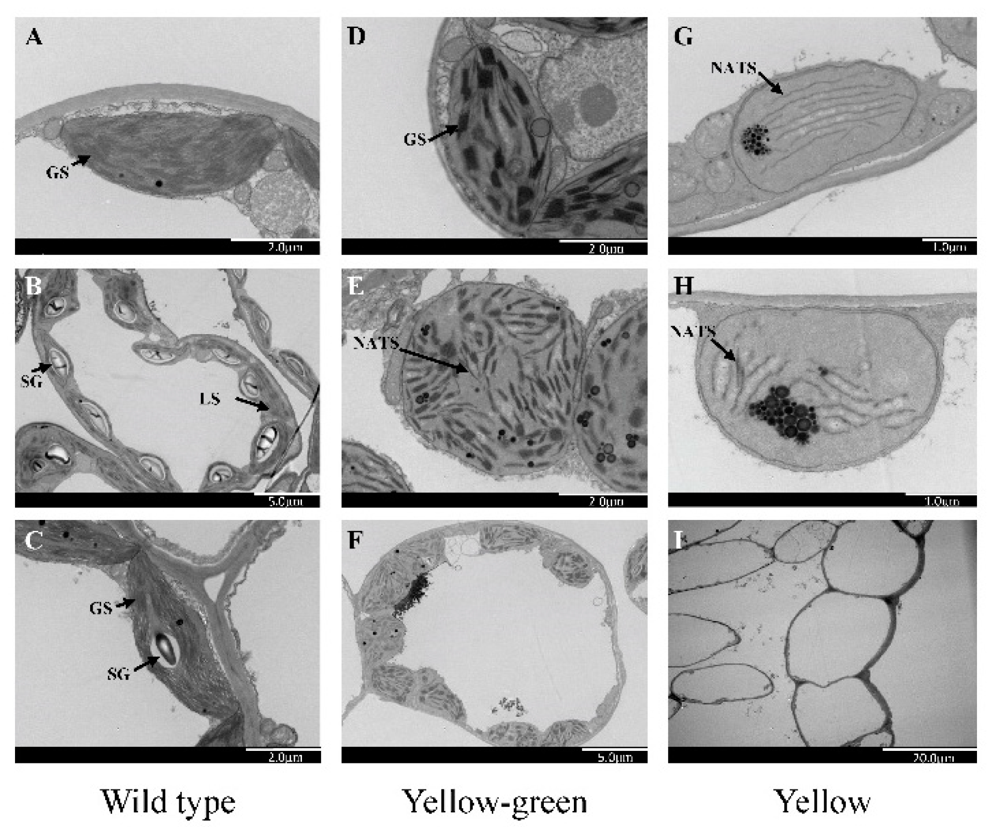 Ijms 21 06505 g007 Ijms 21 06505 g007