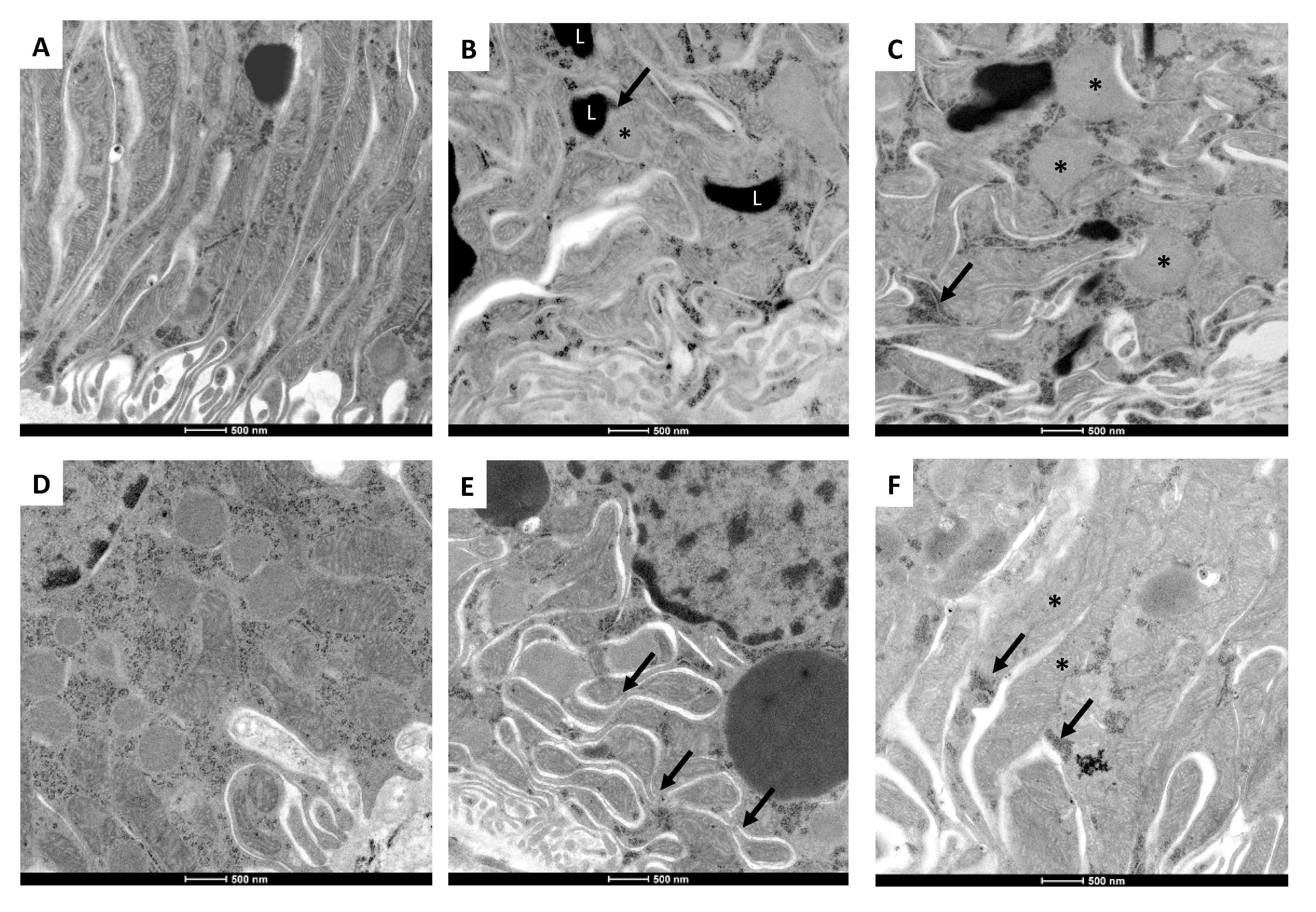 Ijms 21 06512 g007 Ijms 21 06512 g007