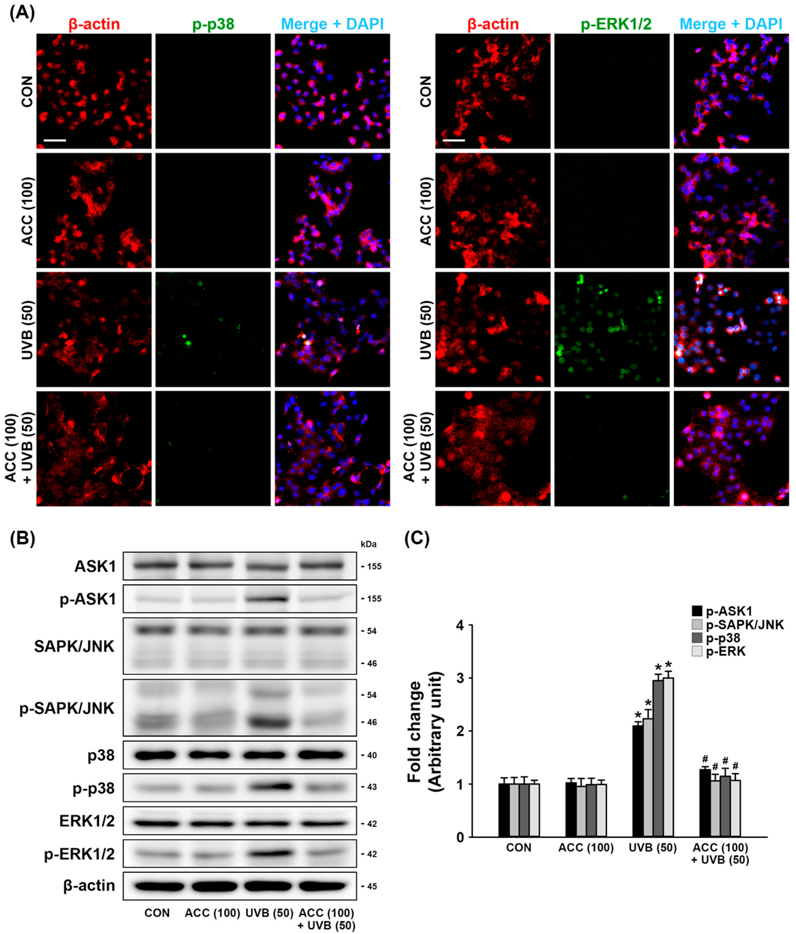 image pro plus best parameters for immunofluorescence