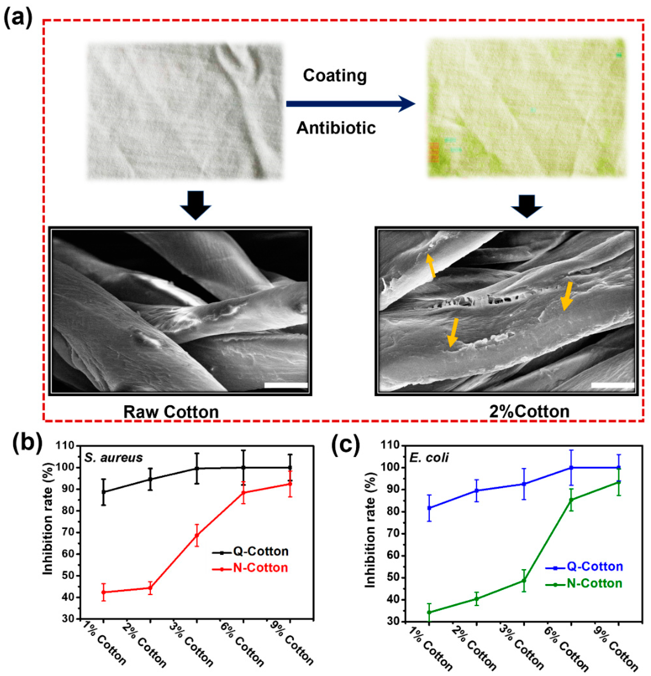 Ijms 21 06531 g001 Ijms 21 06531 g001