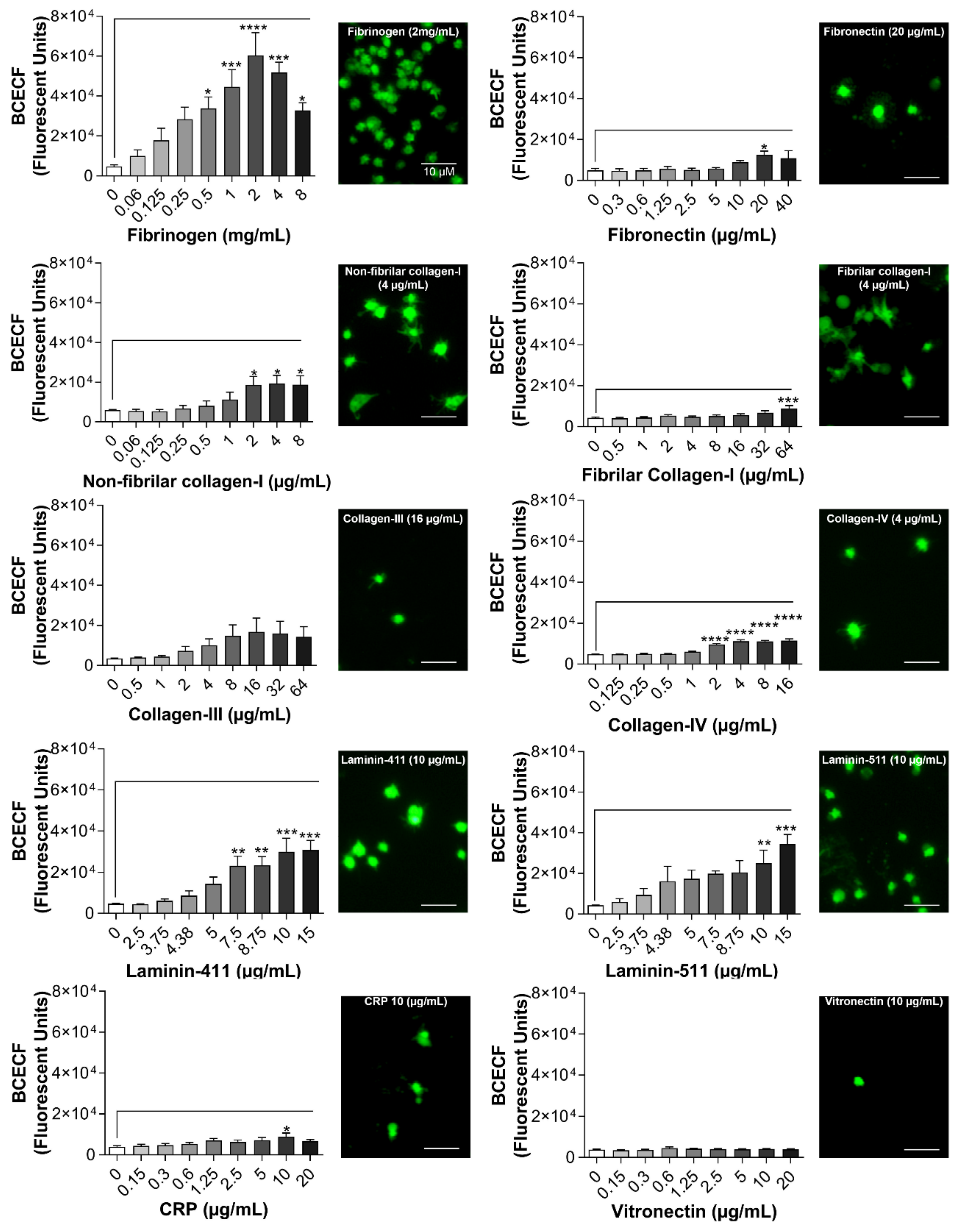 Ijms 21 06539 g003 Ijms 21 06539 g003