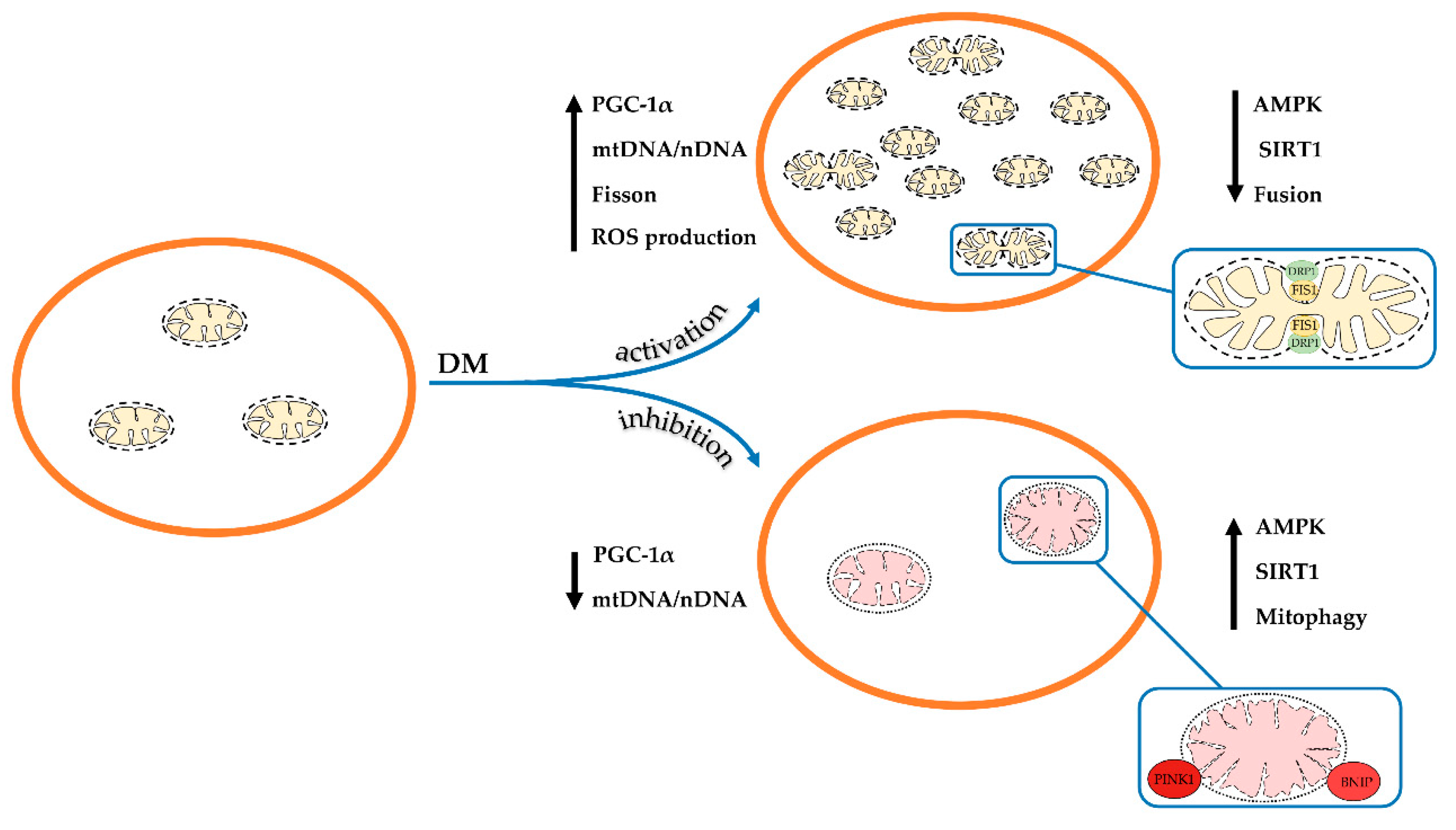 Ijms 21 06559 g001 Ijms 21 06559 g001