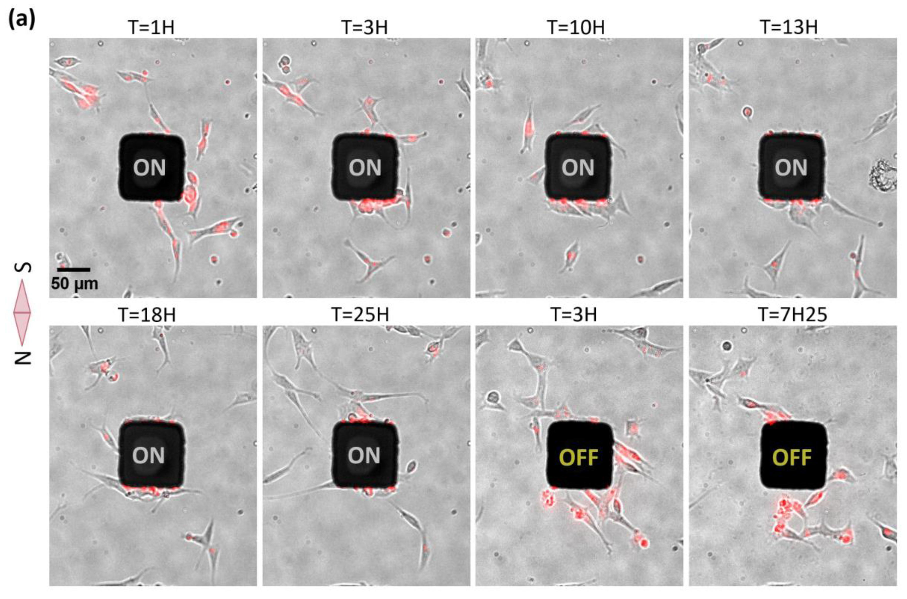 Ijms 21 06560 g003a Ijms 21 06560 g003a