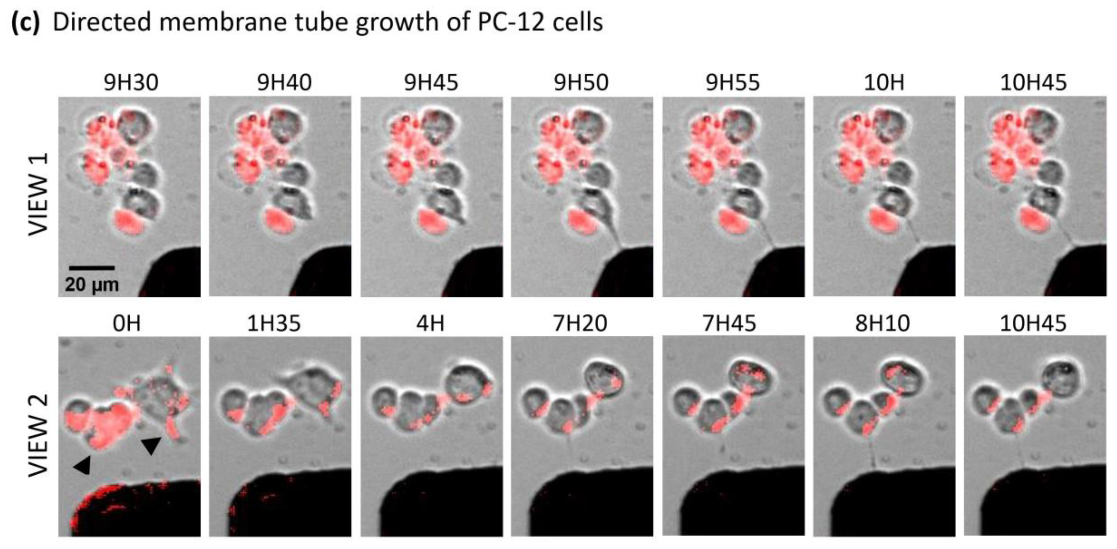Ijms 21 06560 g004b Ijms 21 06560 g004b