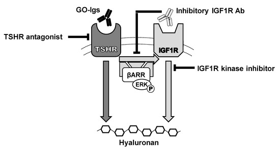 igf-1 lr3 mechanism of action Use Growth Hormone, IGF-I, and Insulin for Anabolic Purpose: Pharmacological Basis, Methods of Detection, and Adverse Effects Is There Evidence for IGF1R-Stimulating