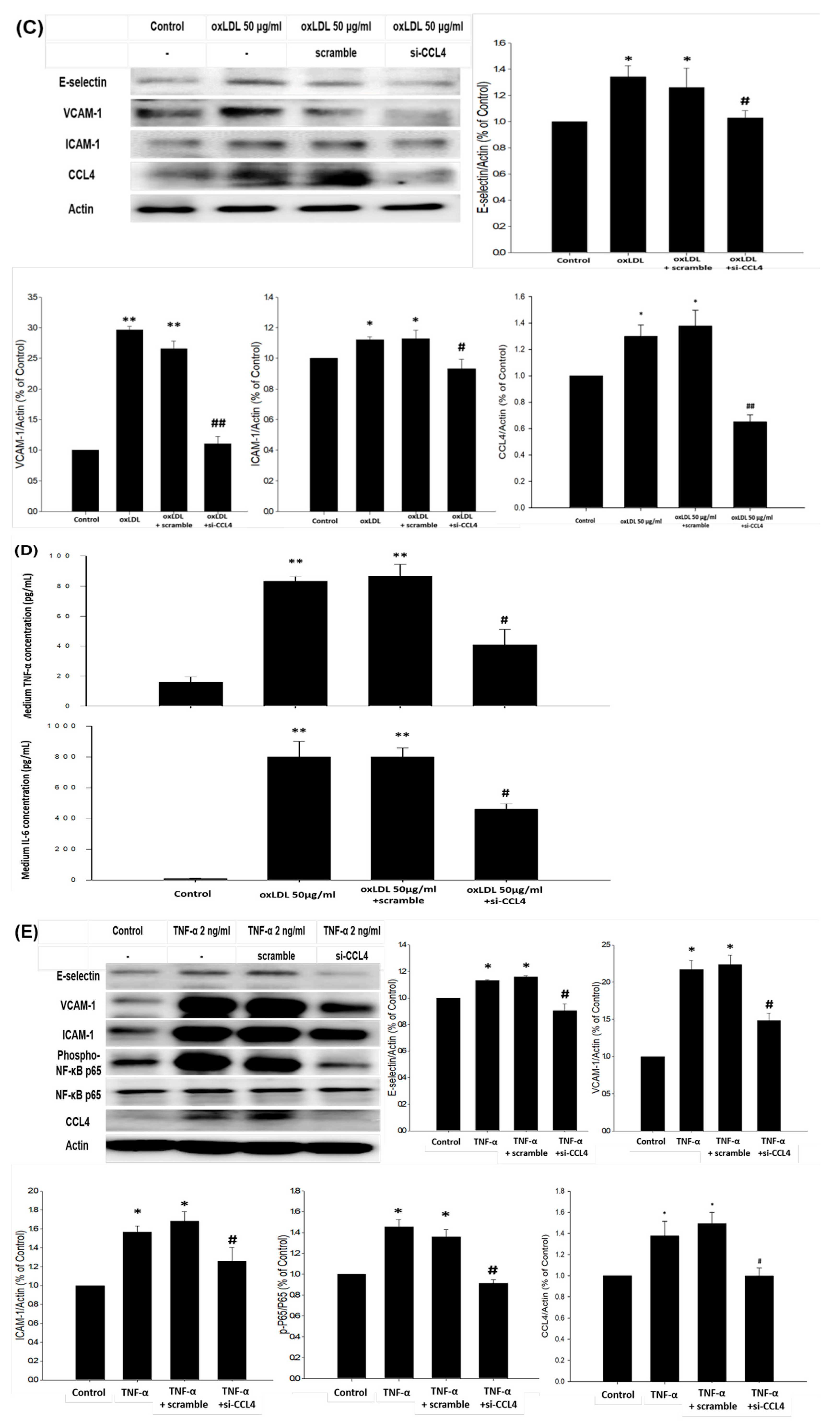 Ijms 21 06567 g006b Ijms 21 06567 g006b