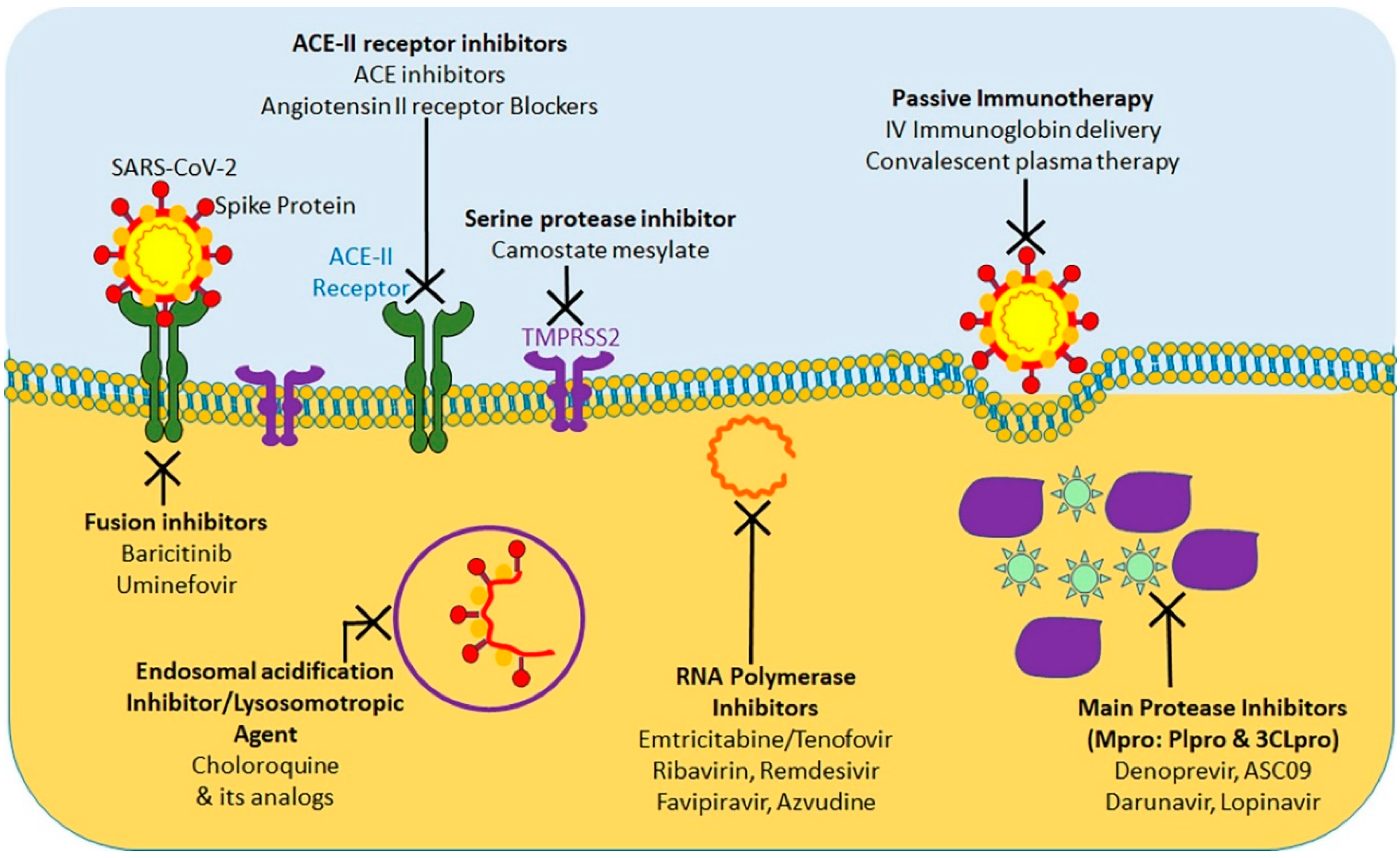 Ijms 21 06581 g004 Ijms 21 06581 g004