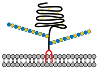 Ijms 21 06588 i002 Ijms 21 06588 i002