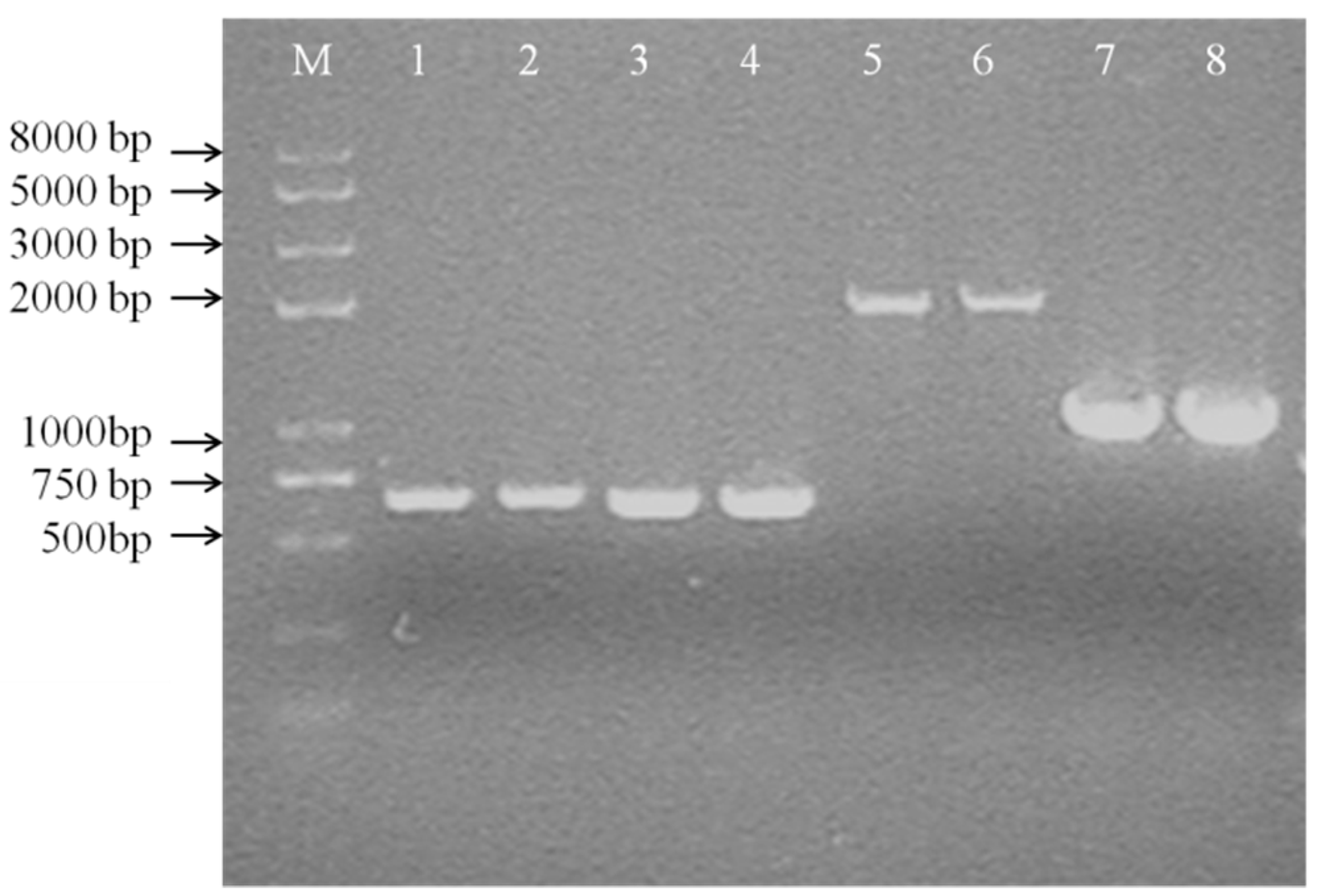 Ijms 21 06596 g009 Ijms 21 06596 g009