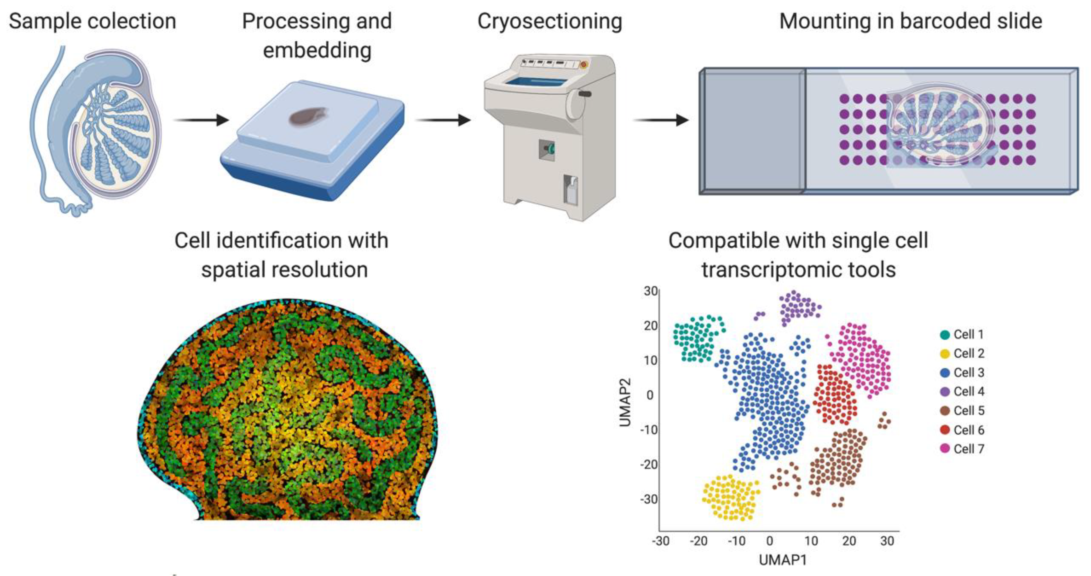 Single cell