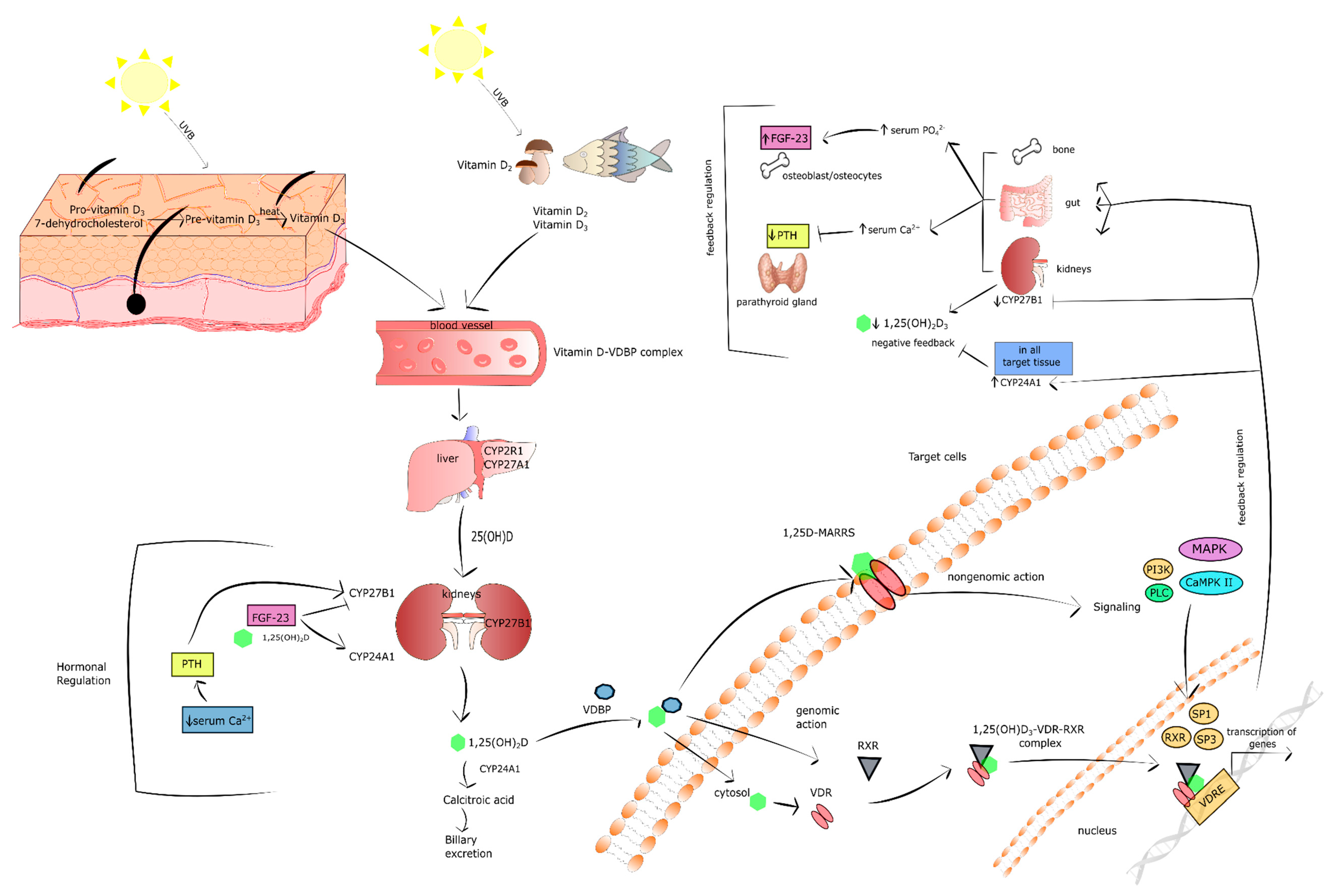 Рин фаст инсулин. Витамин д и инсулин. The mechanism of Development of Insulin Resistance.. Molecular mechanisms of Vitamin e Action.