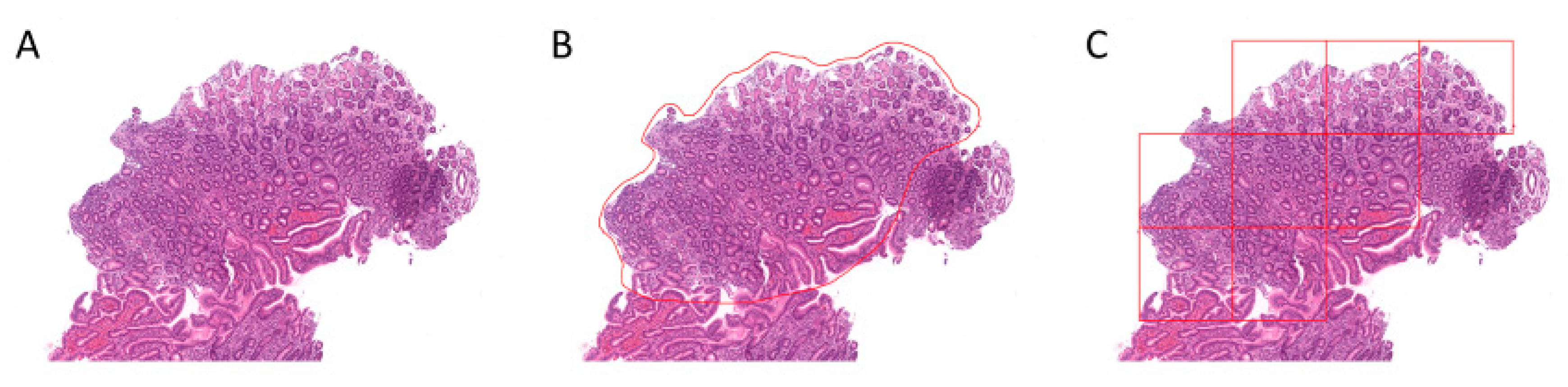 Ijms 21 06652 g006 Ijms 21 06652 g006