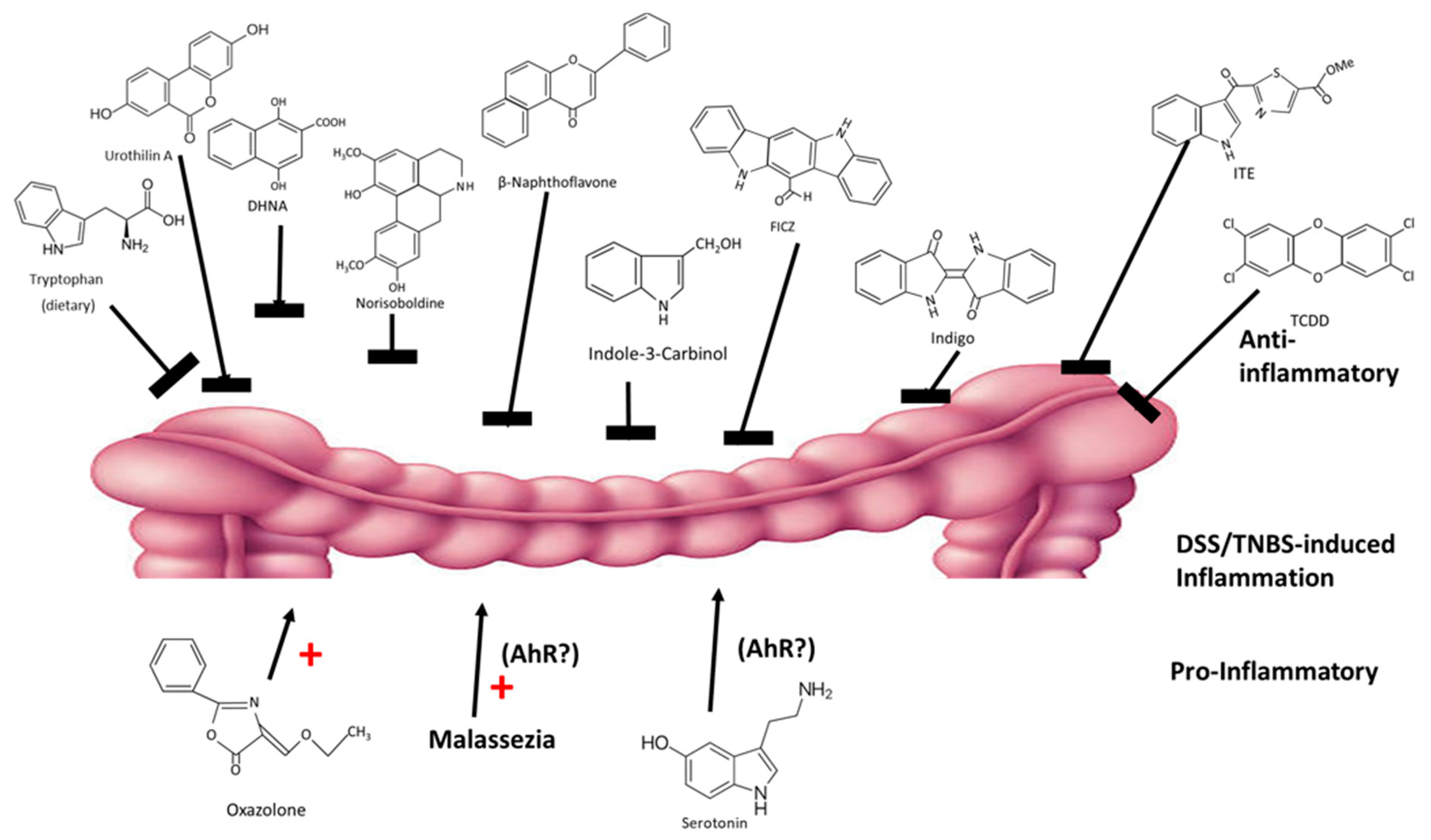 Ijms 21 06654 g005 Ijms 21 06654 g005
