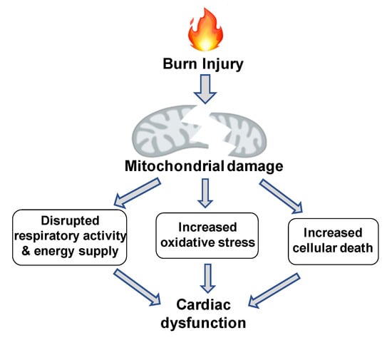 IJMS | Free Full-Text | Pathological Responses of Cardiac Mitochondria to  Burn Trauma