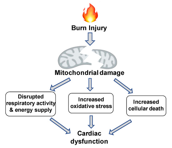 IJMS | Free Full-Text | Pathological Responses of Cardiac Mitochondria to Burn Trauma IJMS | Free Full-Text | Pathological Responses of Cardiac Mitochondria to Burn Trauma
