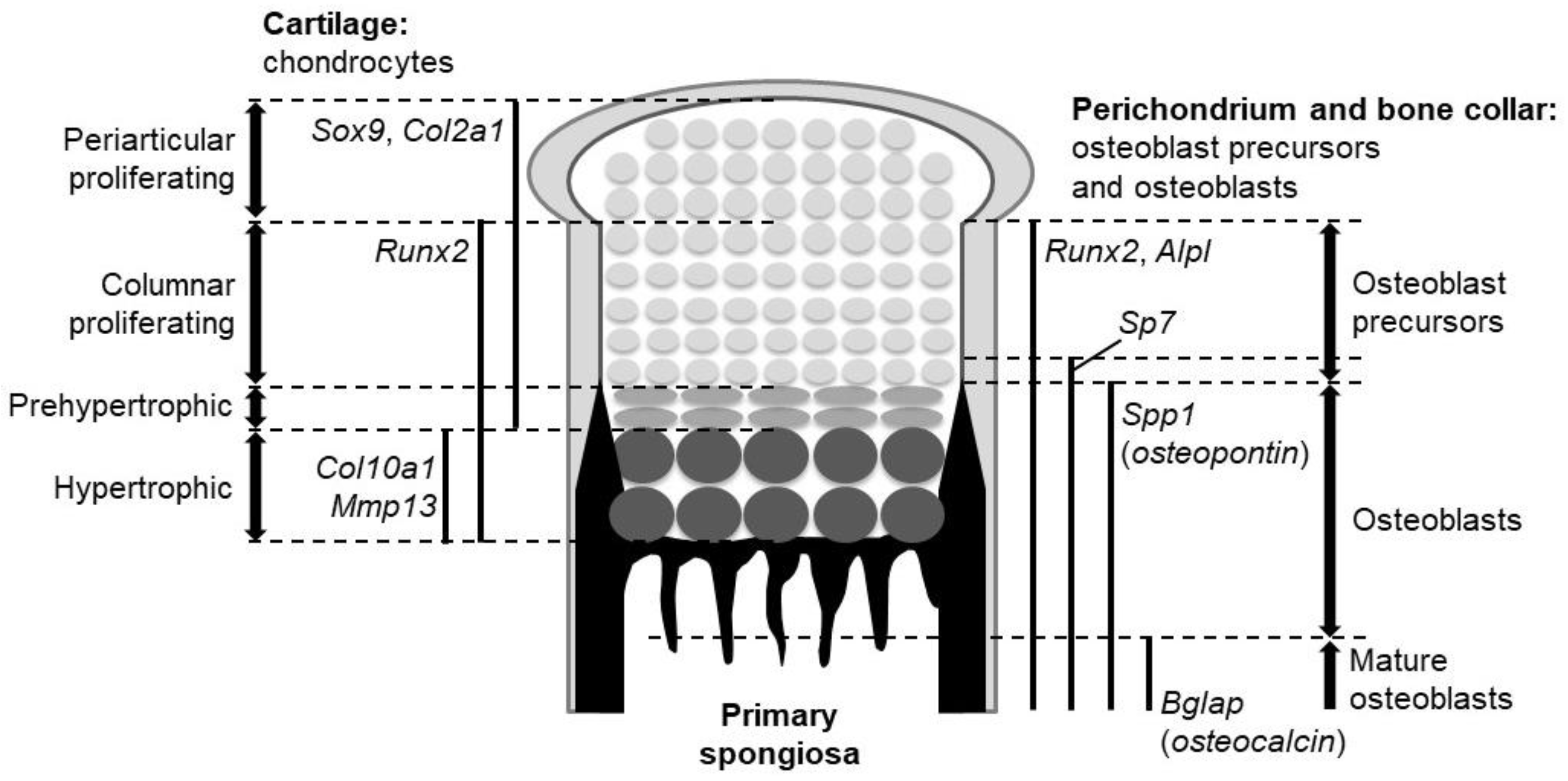 Ijms 21 06665 g001 Ijms 21 06665 g001