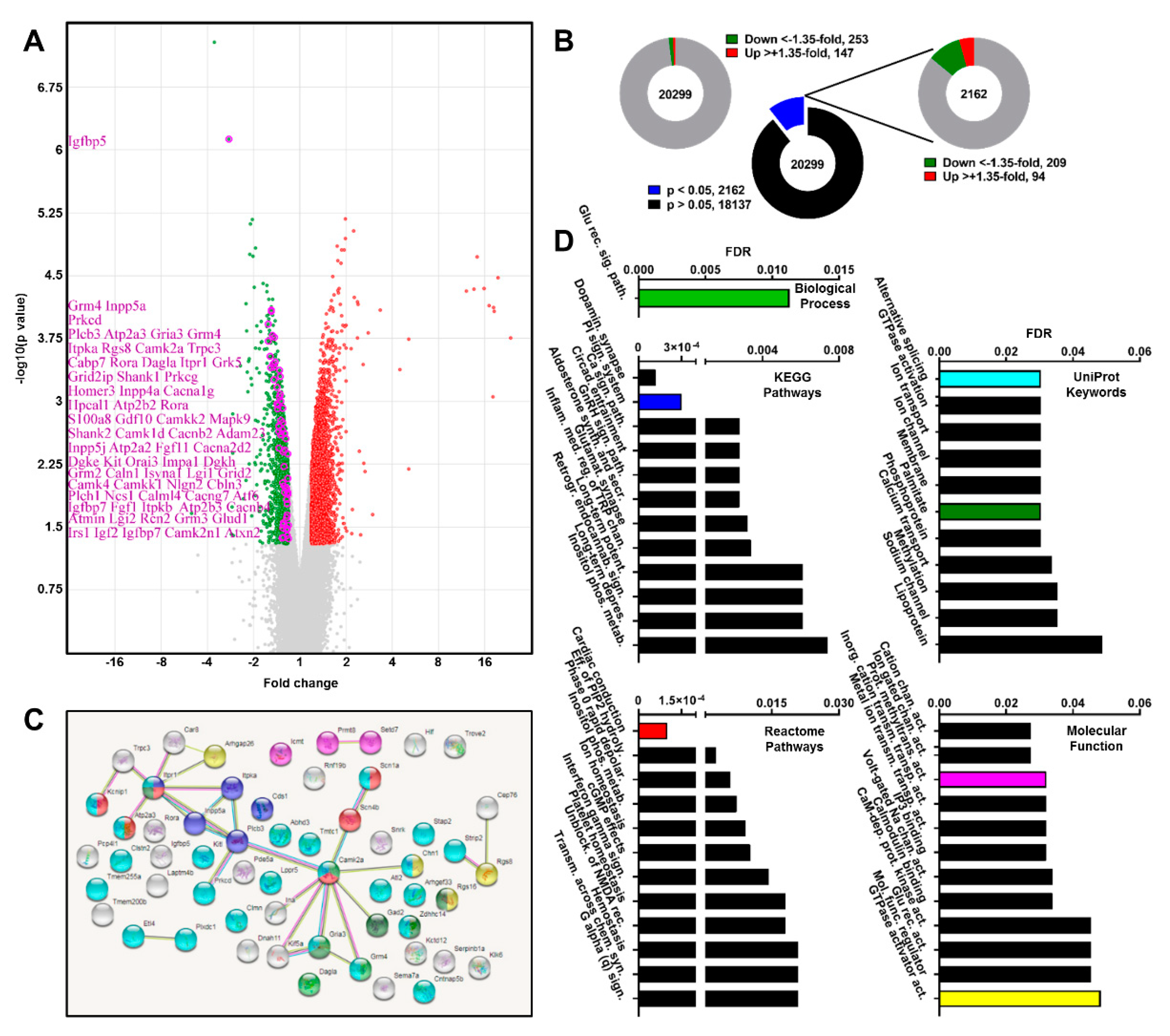Ijms Free Full Text Mouse Ataxin 2 Expansion Downregulates Camkii And Other Calcium Signaling Factors Impairing Granule Purkinje Neuron Synaptic Strength Html purkinje neuron synaptic strength