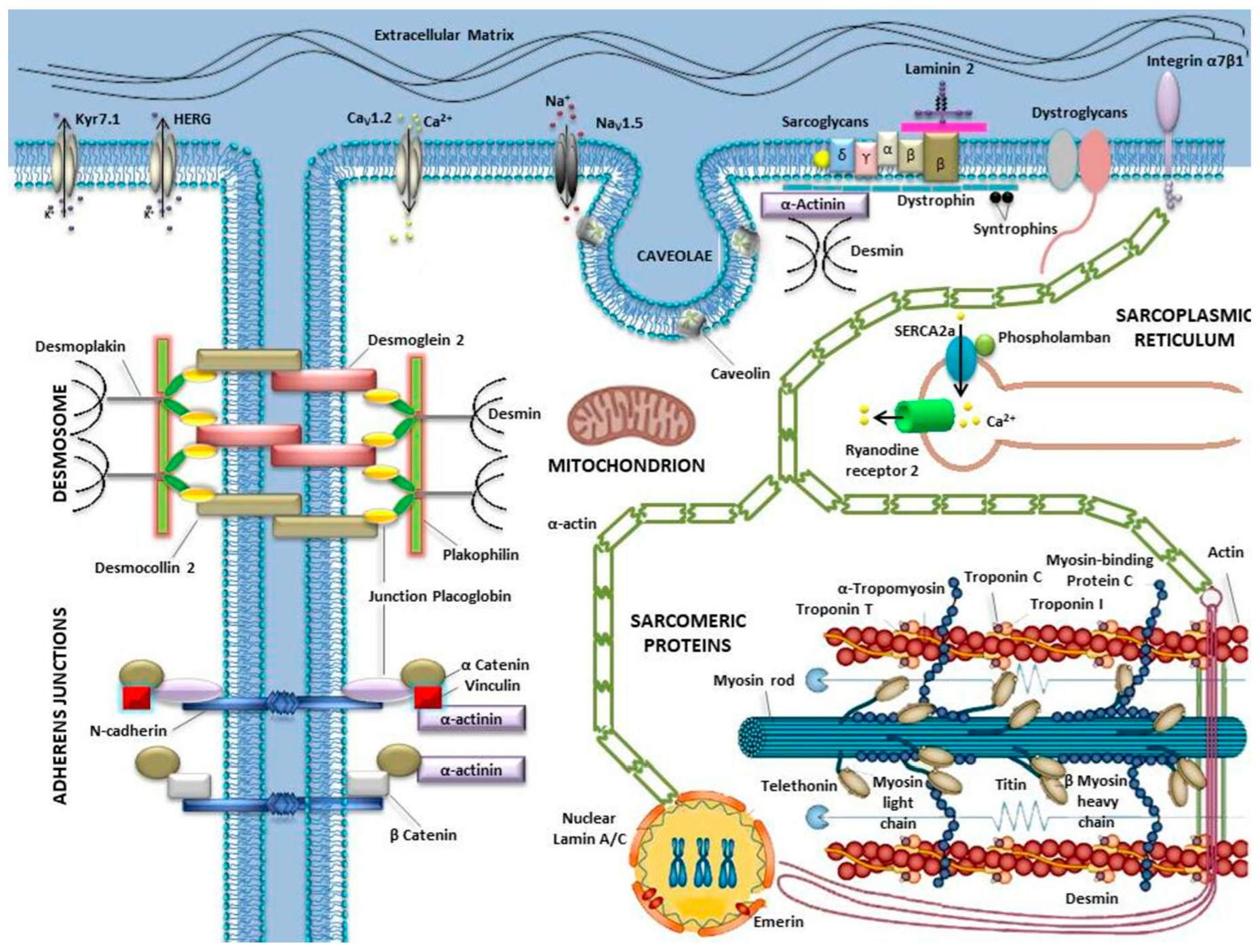 Ijms 21 06682 g001 Ijms 21 06682 g001