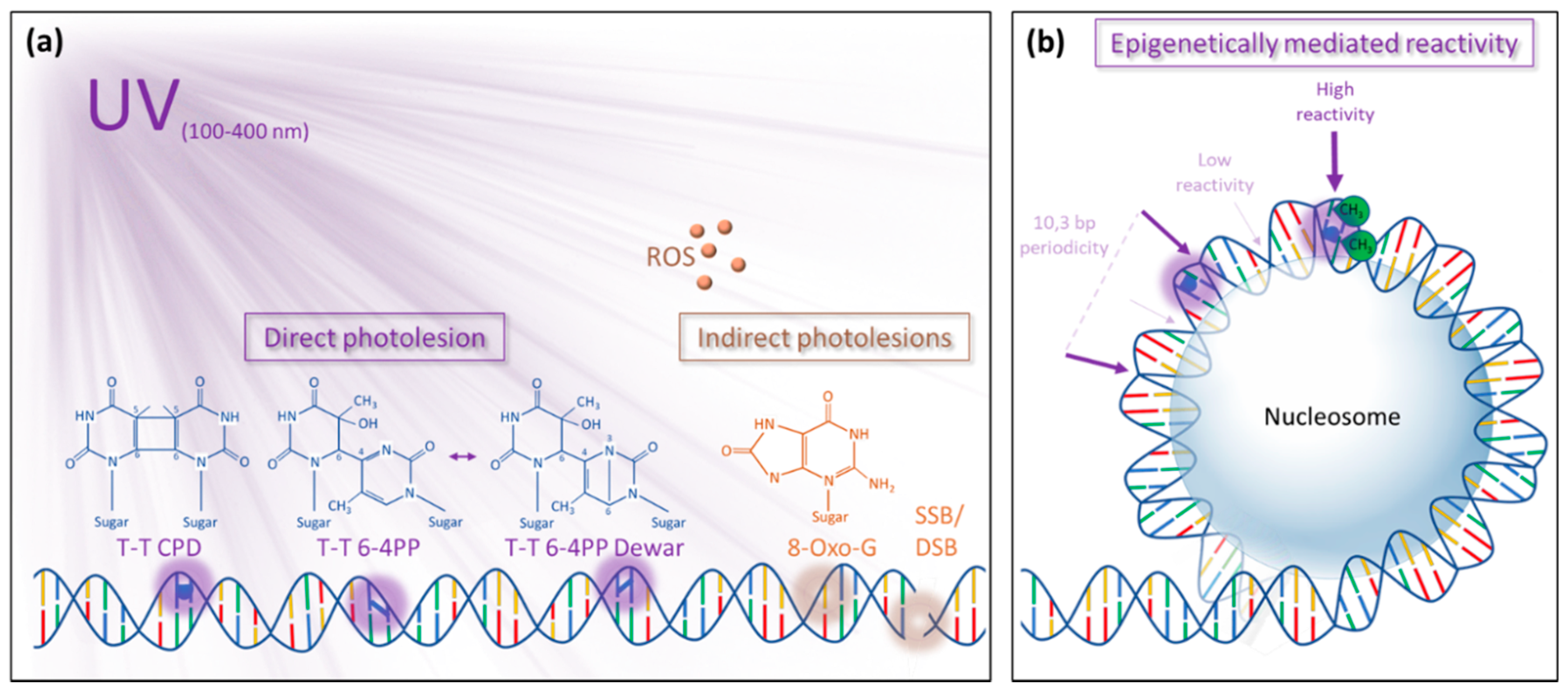 IJMS | Free Full-Text and Recognition of DNA Damage Genome Complexity | HTML