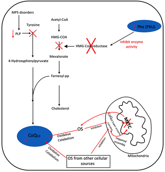 IJMS Free FullText Disorders of Human Coenzyme Q10 Metabolism An