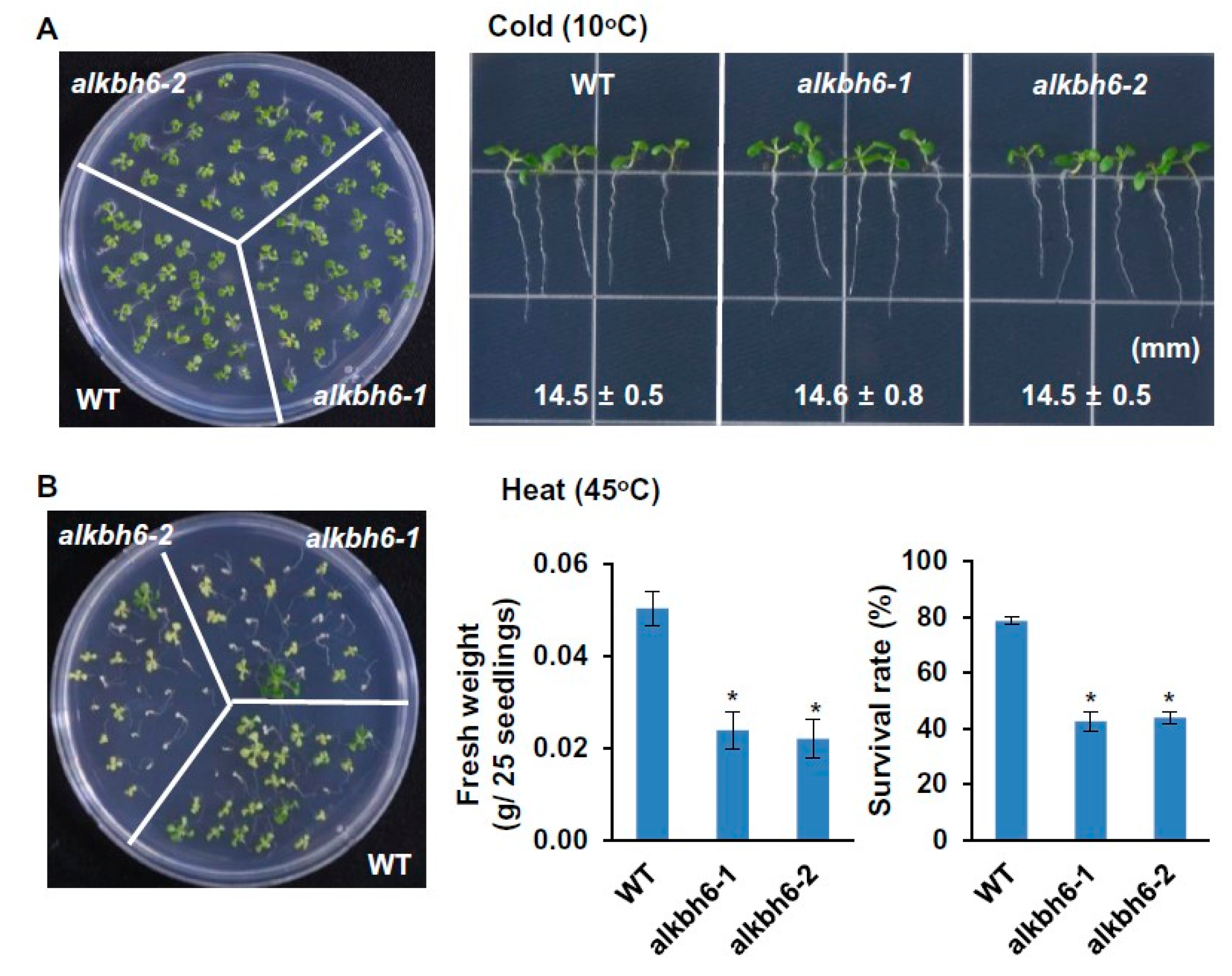 Ijms 21 06707 g004 Ijms 21 06707 g004