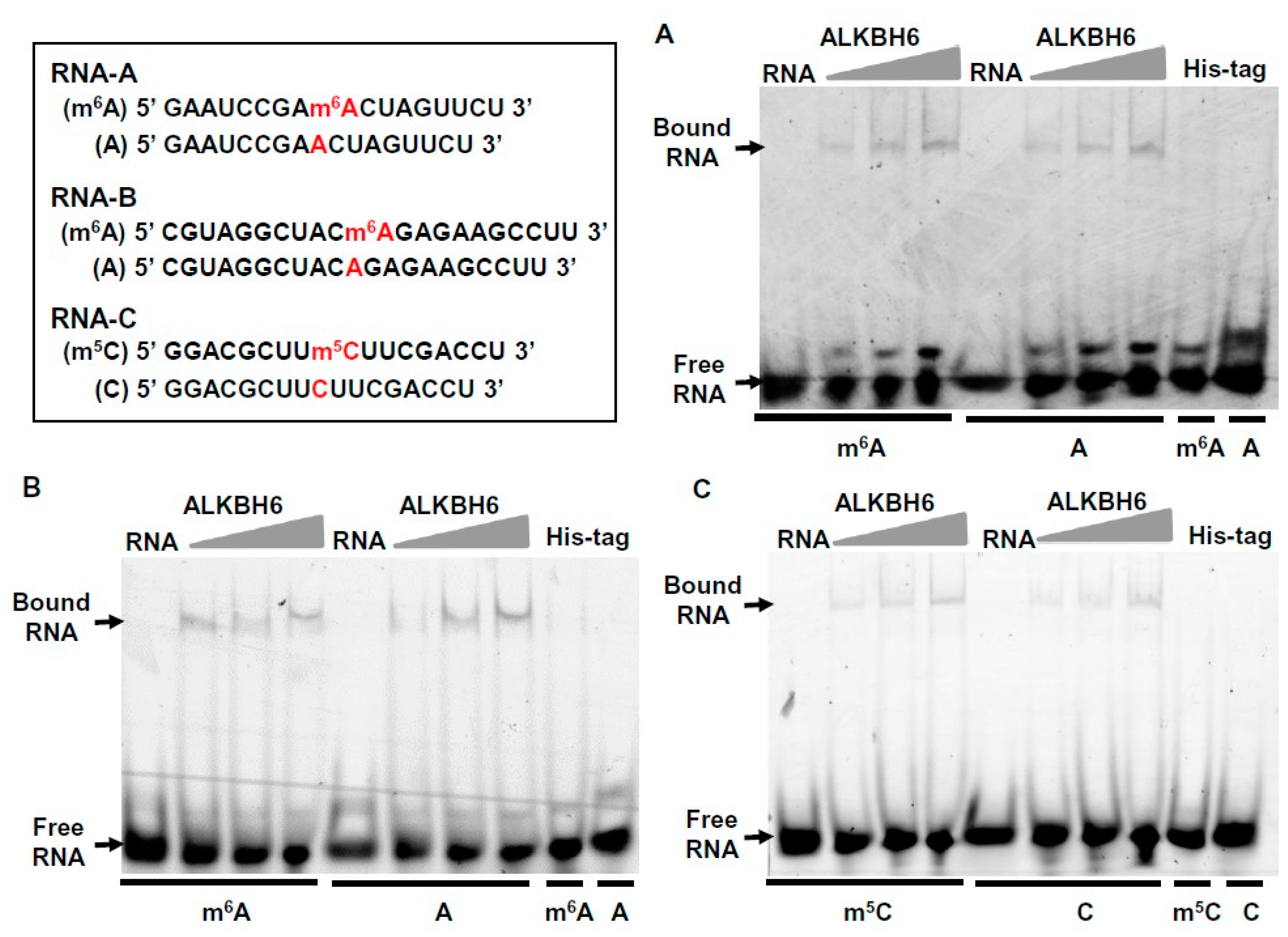 Ijms 21 06707 g006 Ijms 21 06707 g006