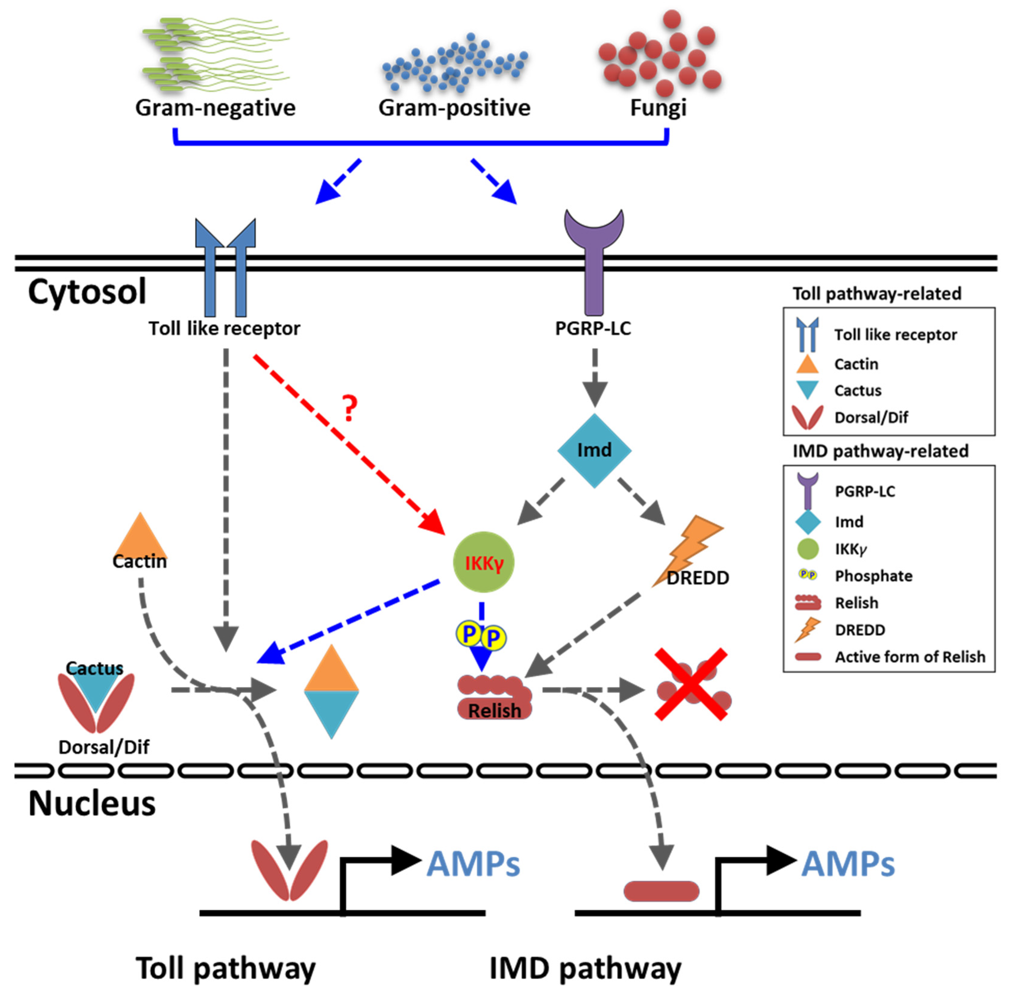 Ijms 21 06734 g009 Ijms 21 06734 g009