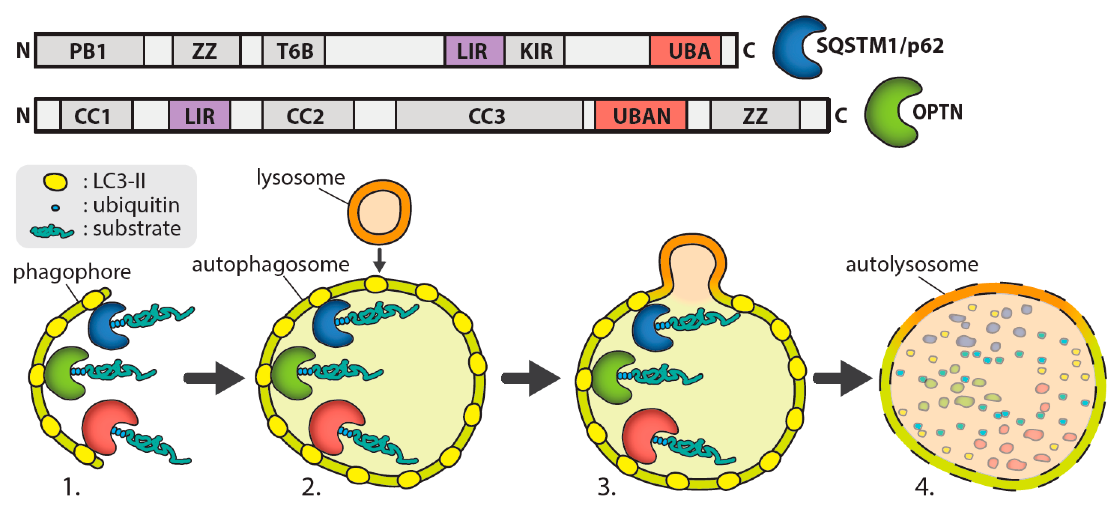 Activate or Inhibit? Implications of Autophagy Modulation as