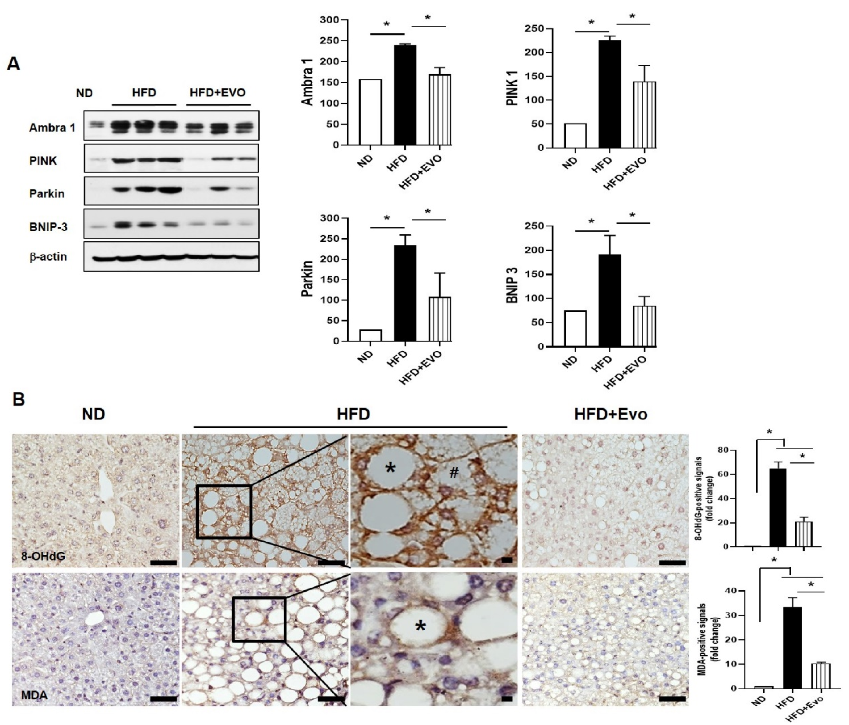 Ijms 21 06743 g005 Ijms 21 06743 g005