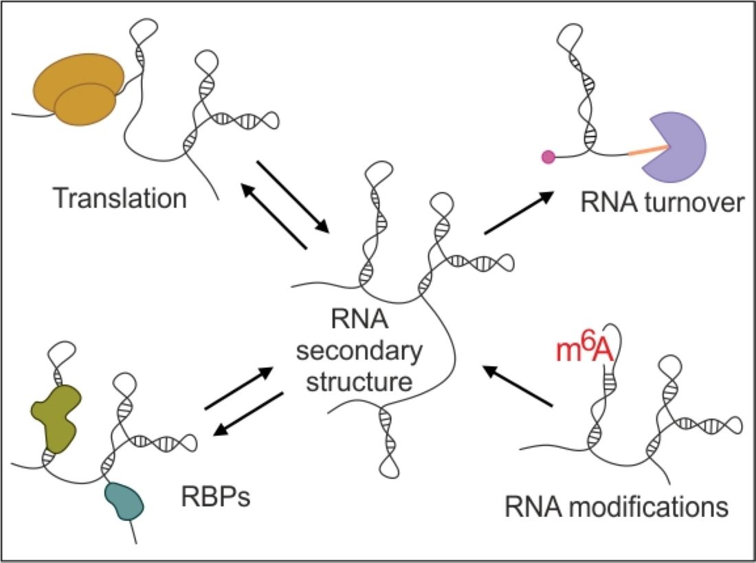 IJMS Free FullText On the Way to Understanding the Interplay