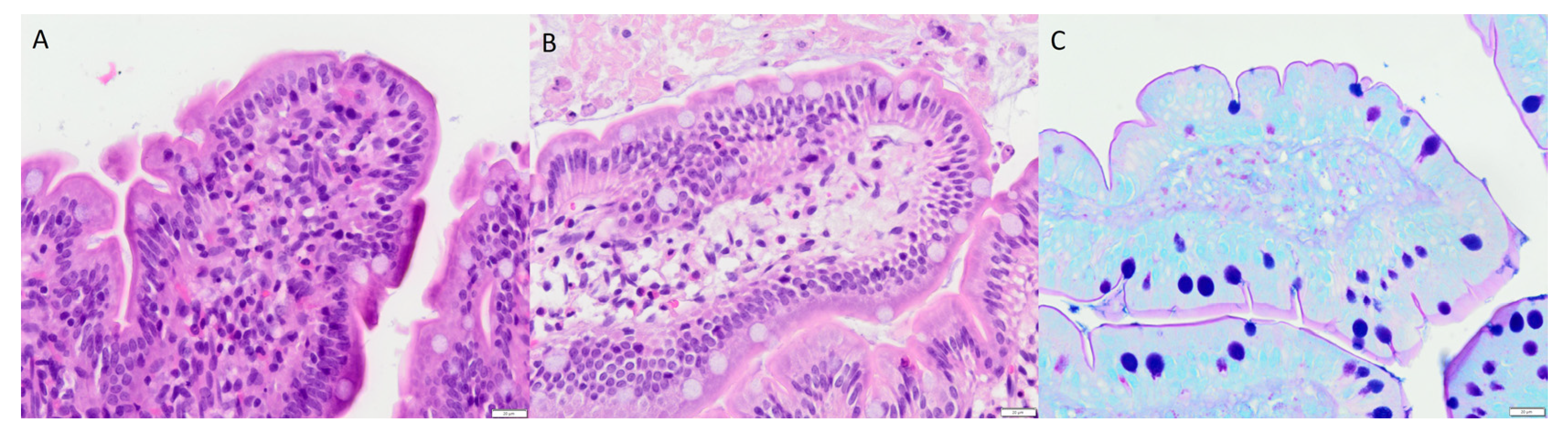 Ijms 21 06771 g004 Ijms 21 06771 g004