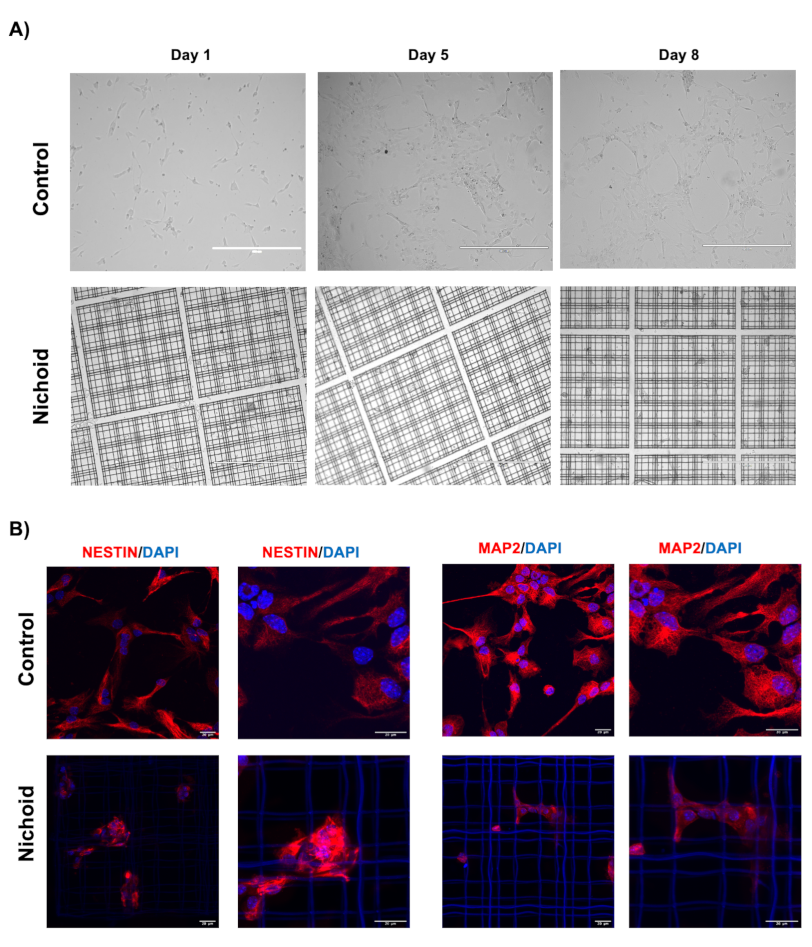 Ijms 21 06775 g008 Ijms 21 06775 g008