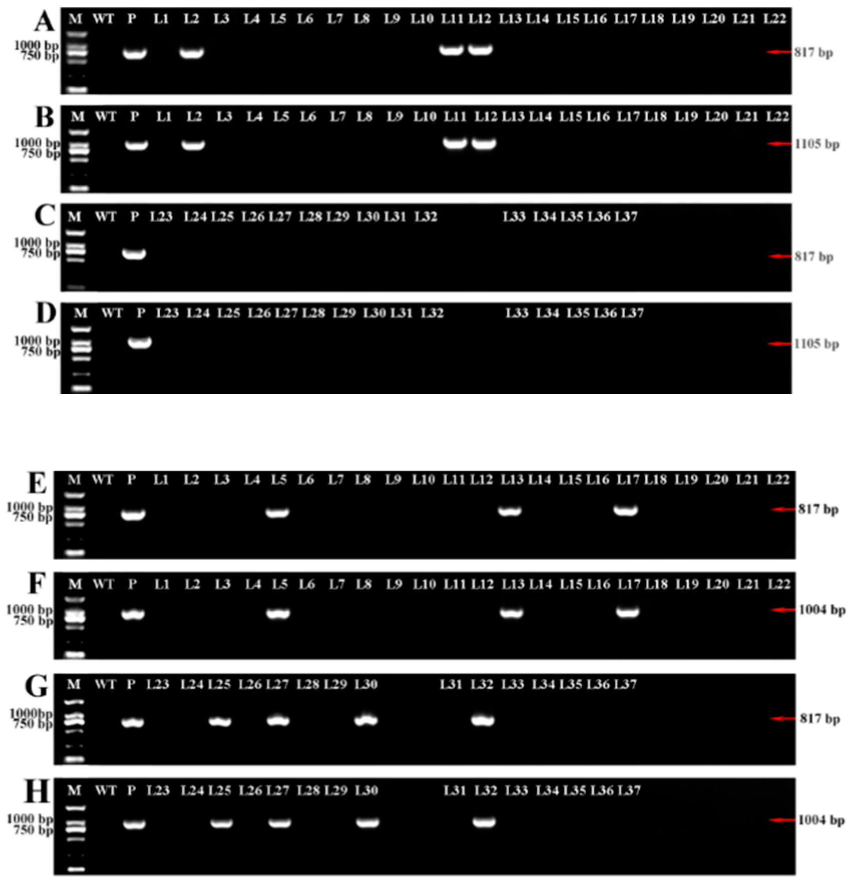 Ijms 21 06784 g005 Ijms 21 06784 g005