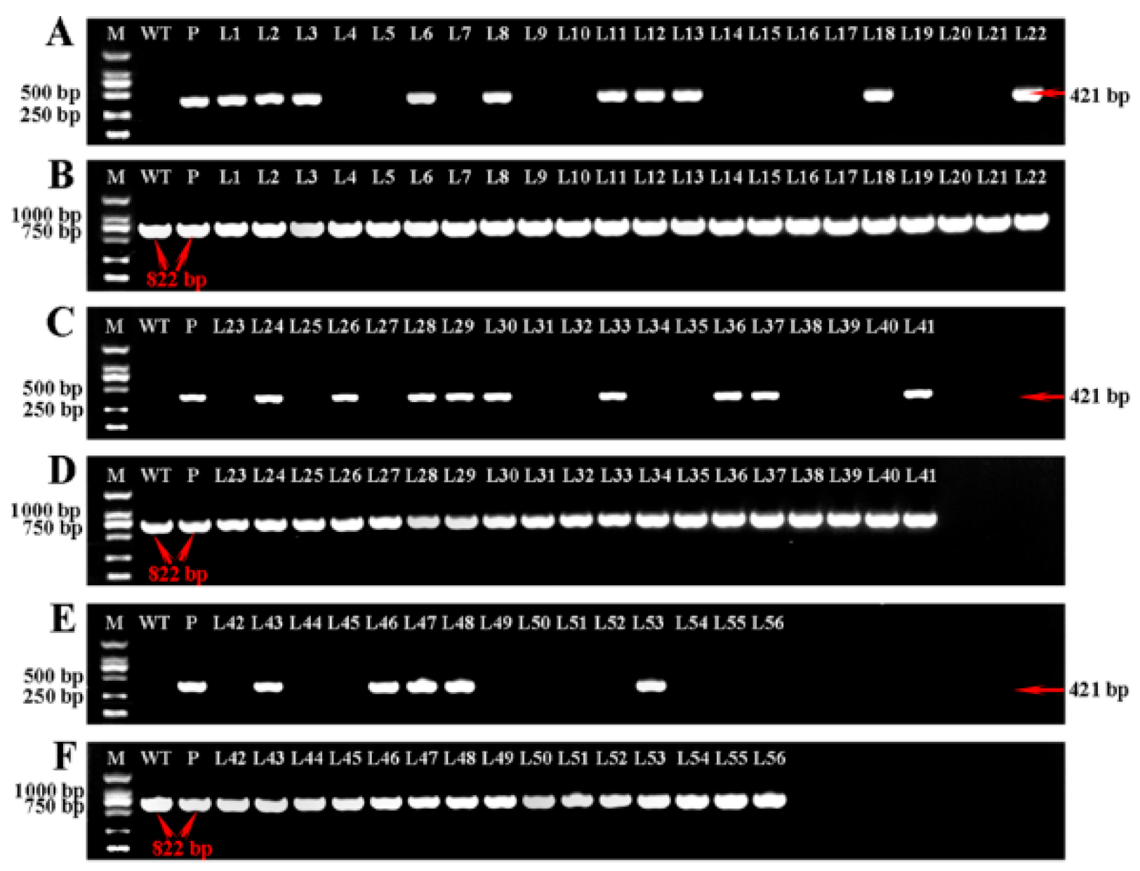 Ijms 21 06784 g006a Ijms 21 06784 g006a