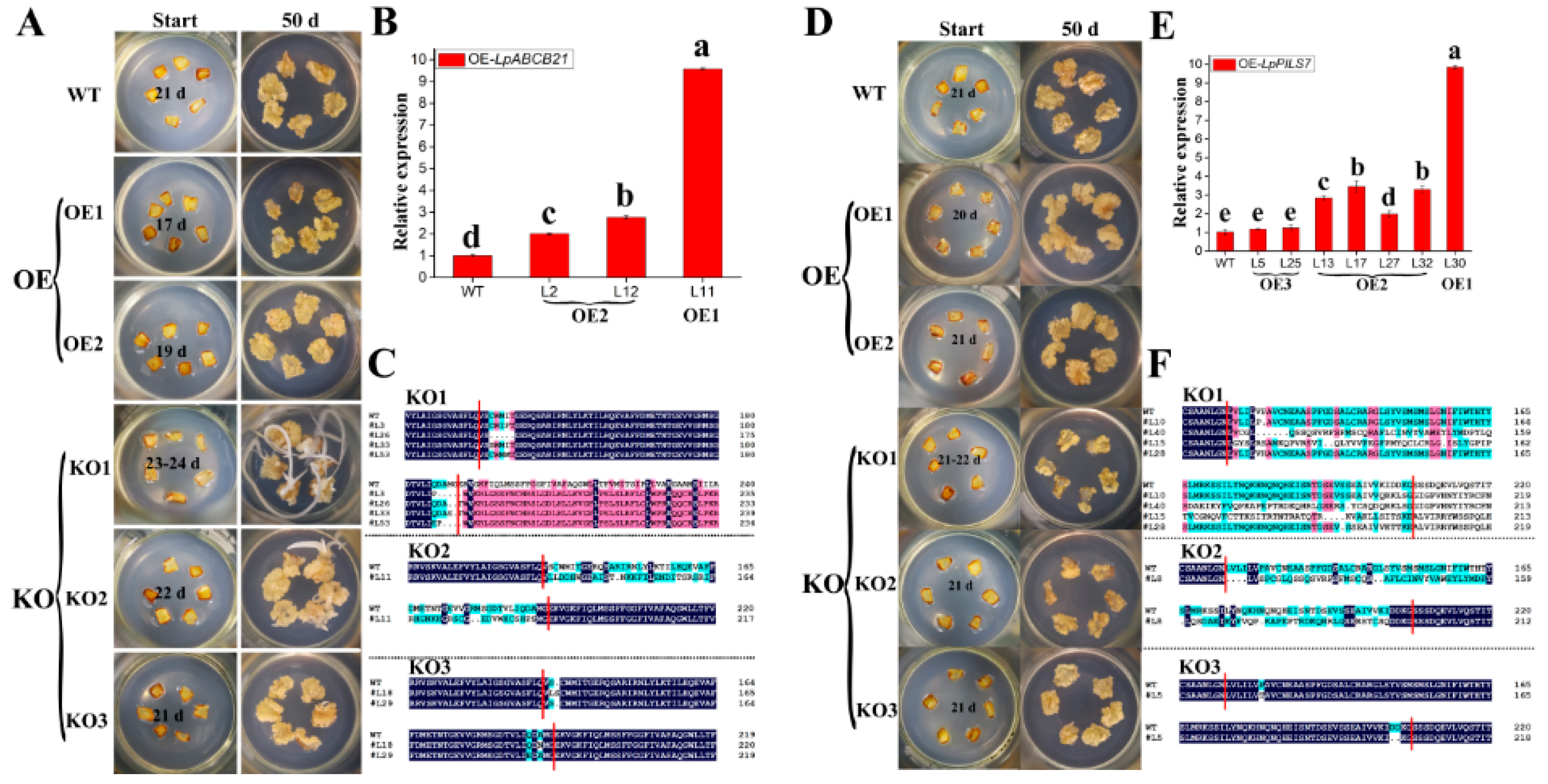 Ijms 21 06784 g008 Ijms 21 06784 g008