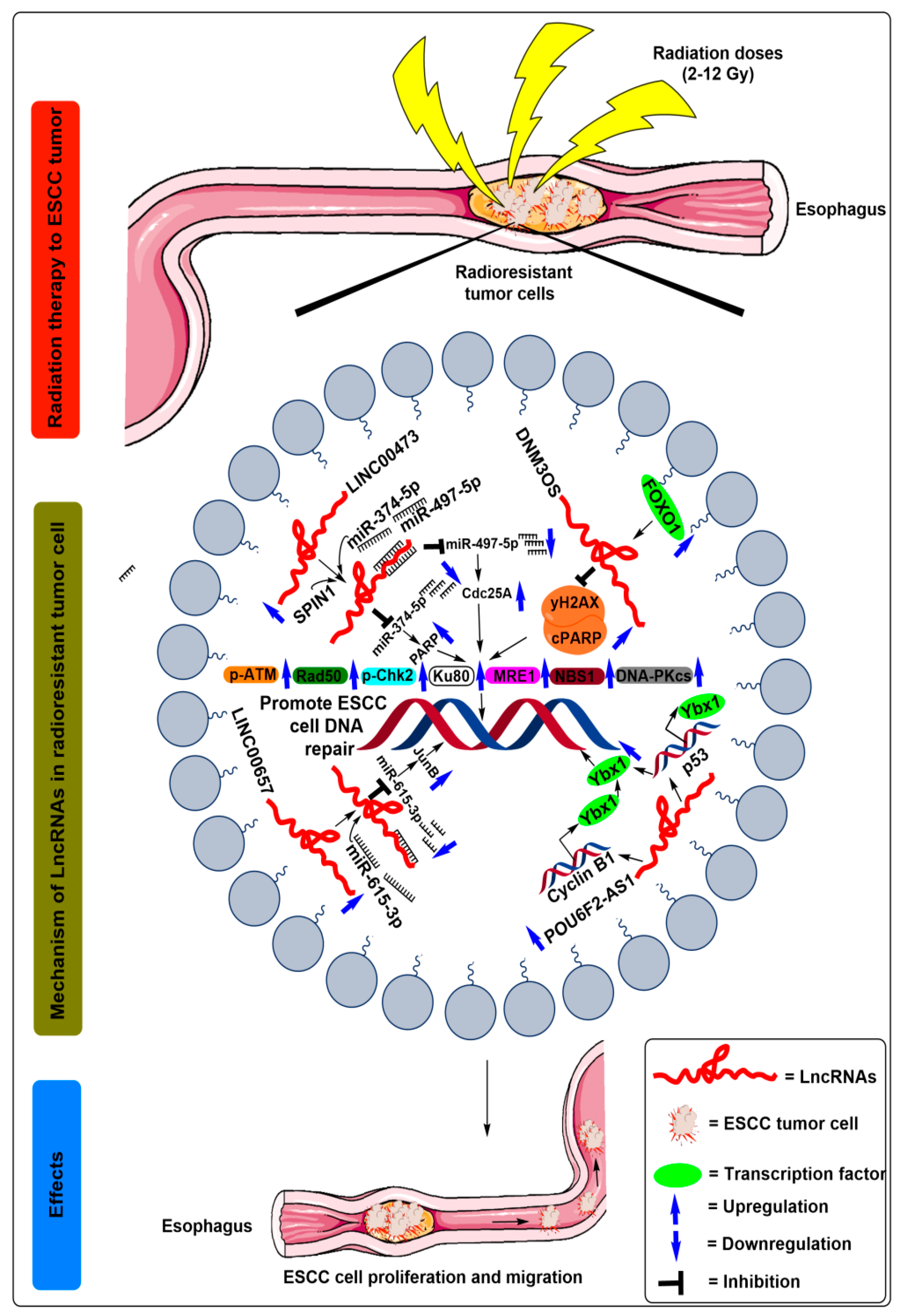 Ijms 21 06787 g002 Ijms 21 06787 g002