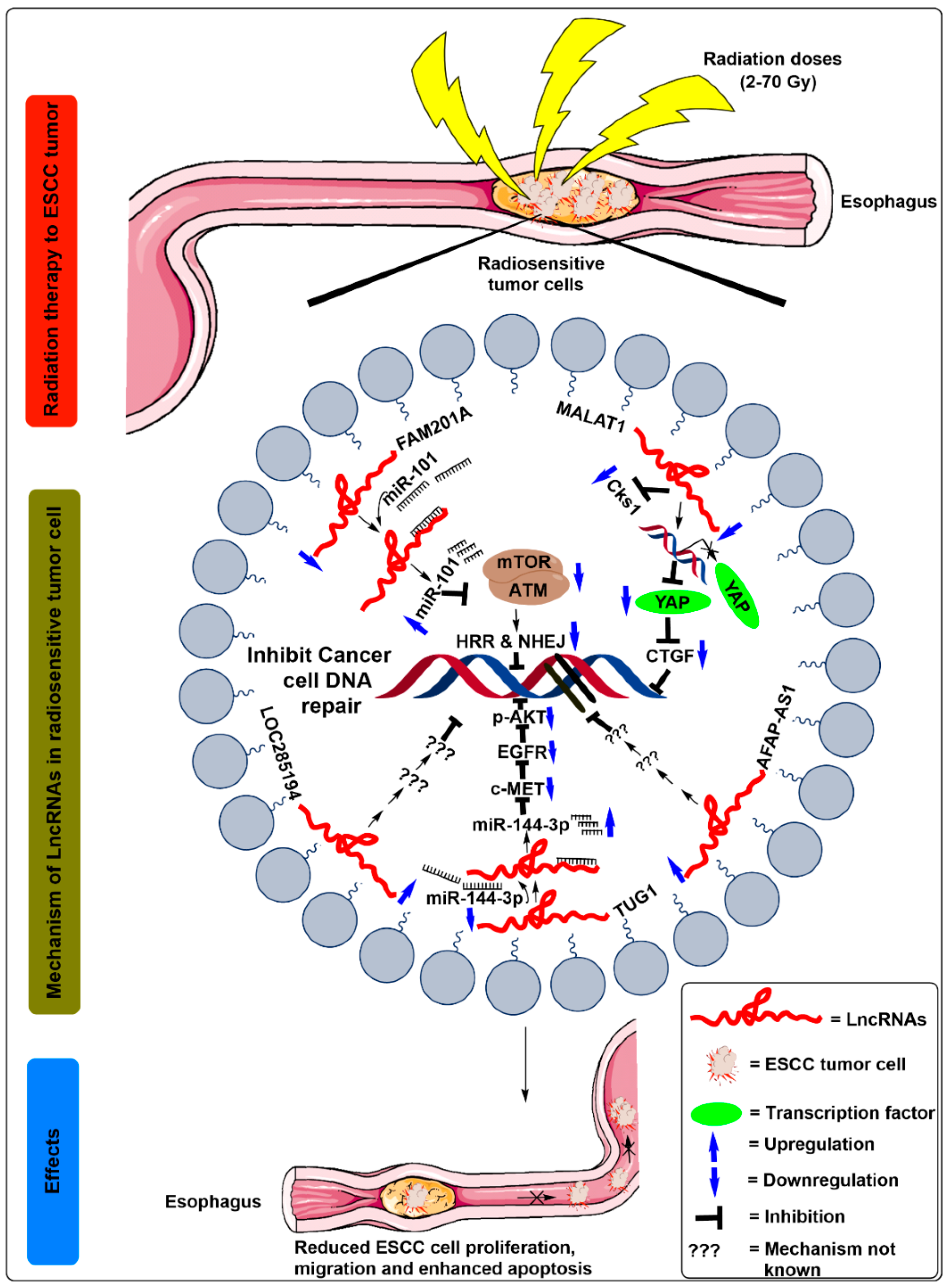 Ijms 21 06787 g003 Ijms 21 06787 g003