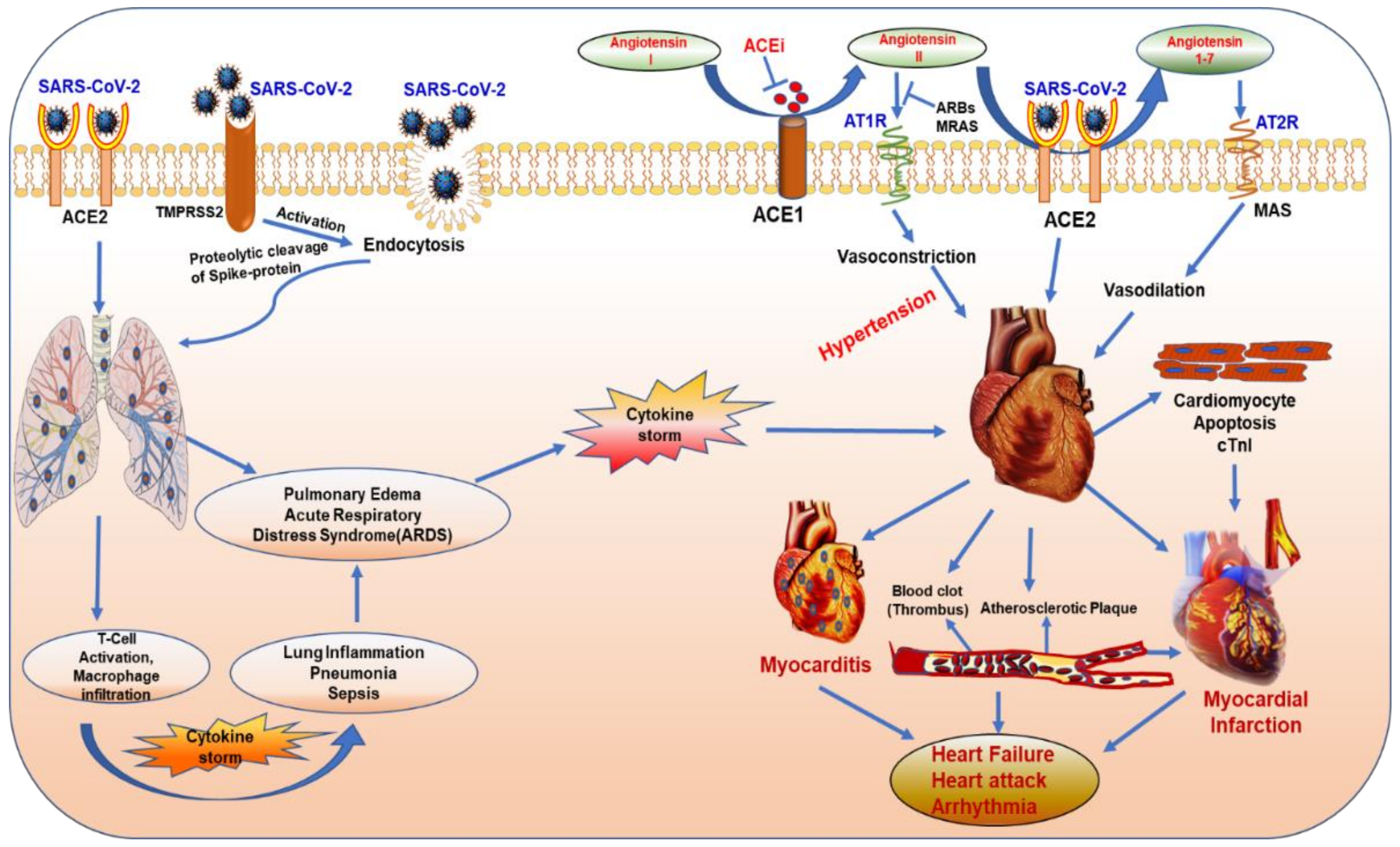 Ijms 21 06790 g003 Ijms 21 06790 g003