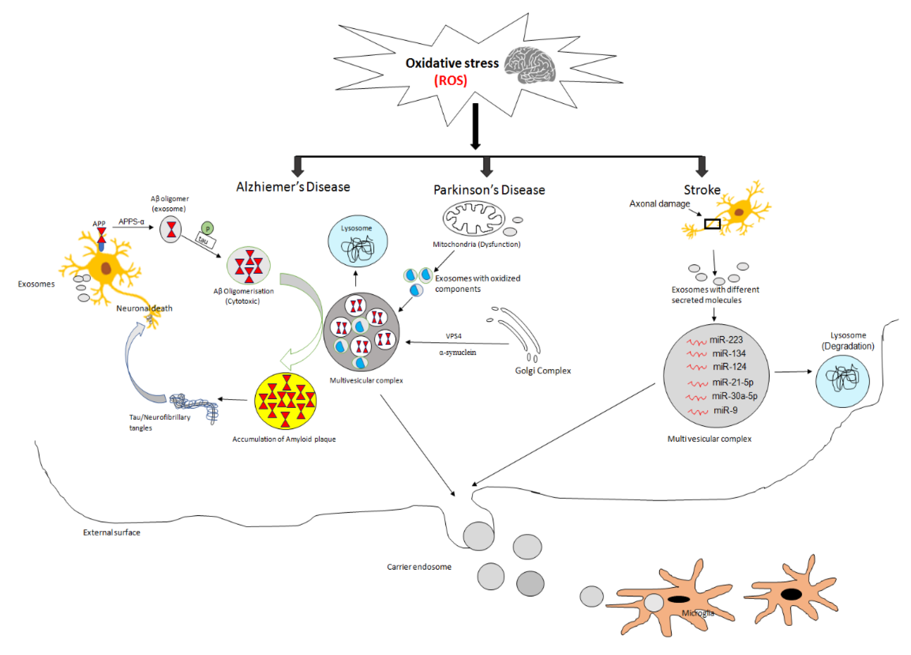 Ijms 21 06818 g002 Ijms 21 06818 g002