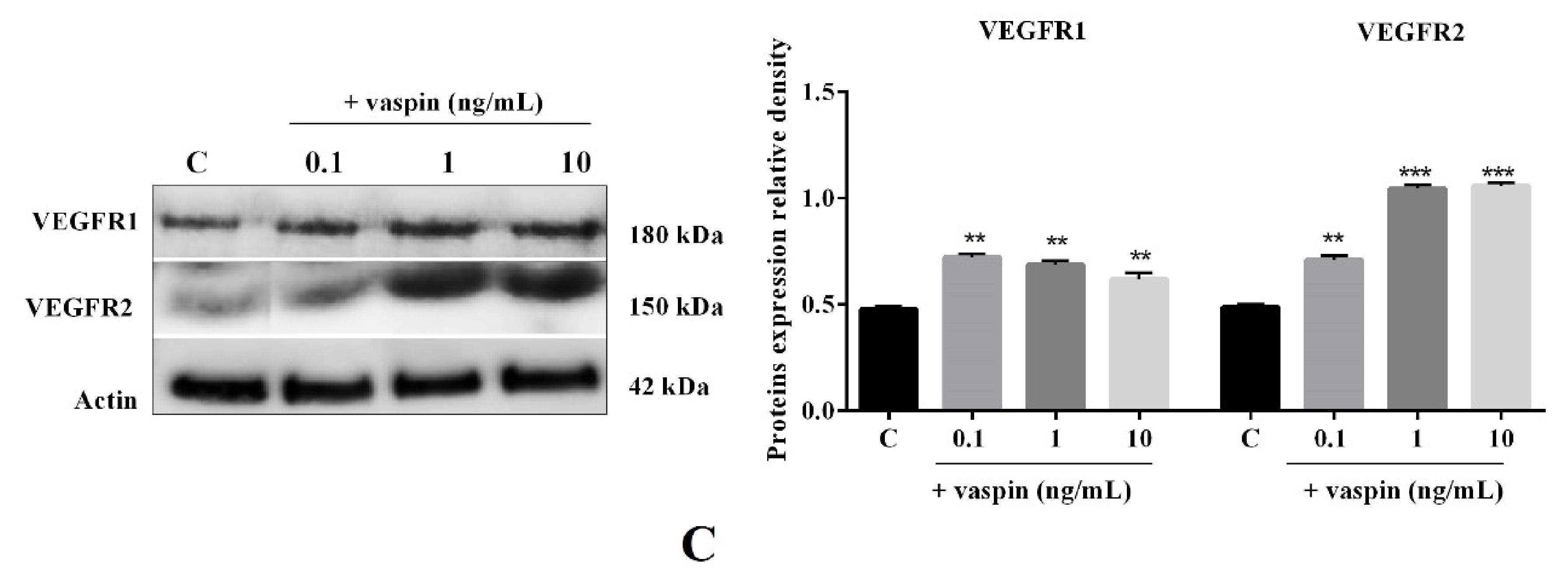 Ijms 21 06823 g001b Ijms 21 06823 g001b
