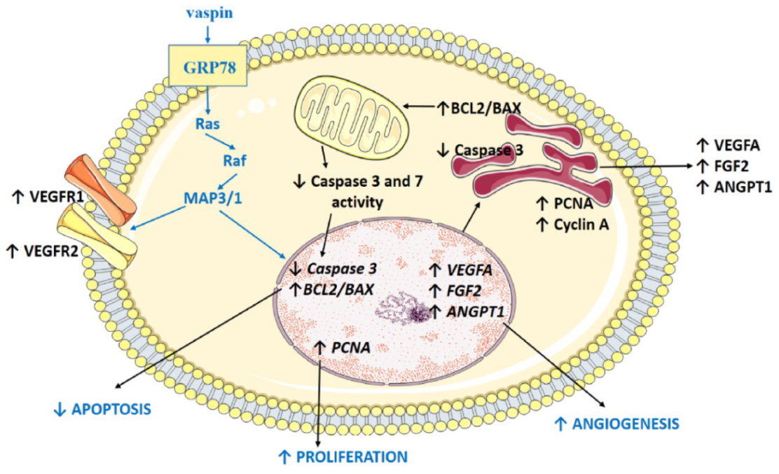 Ijms 21 06823 g006 Ijms 21 06823 g006