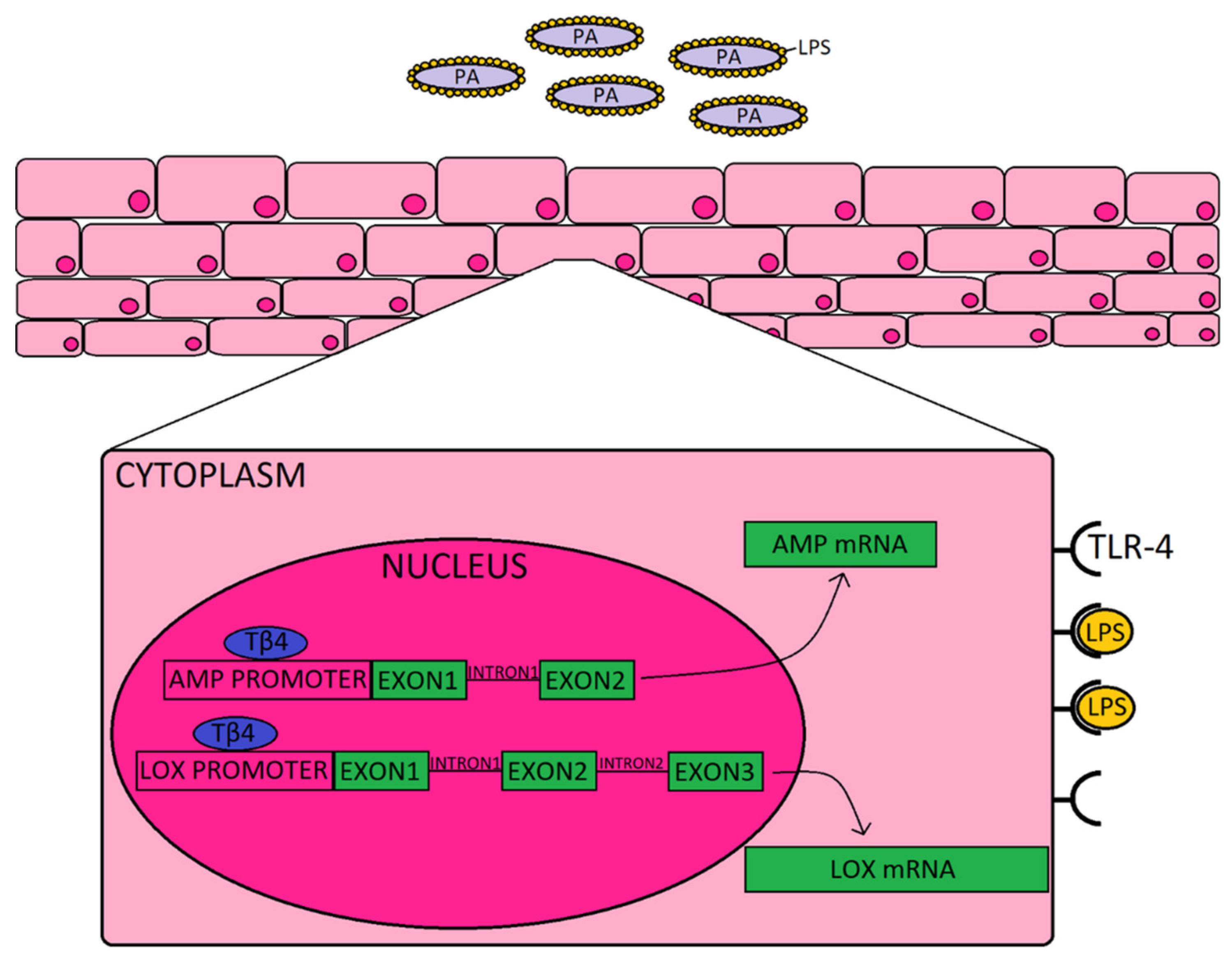Ijms 21 06840 g004 Ijms 21 06840 g004