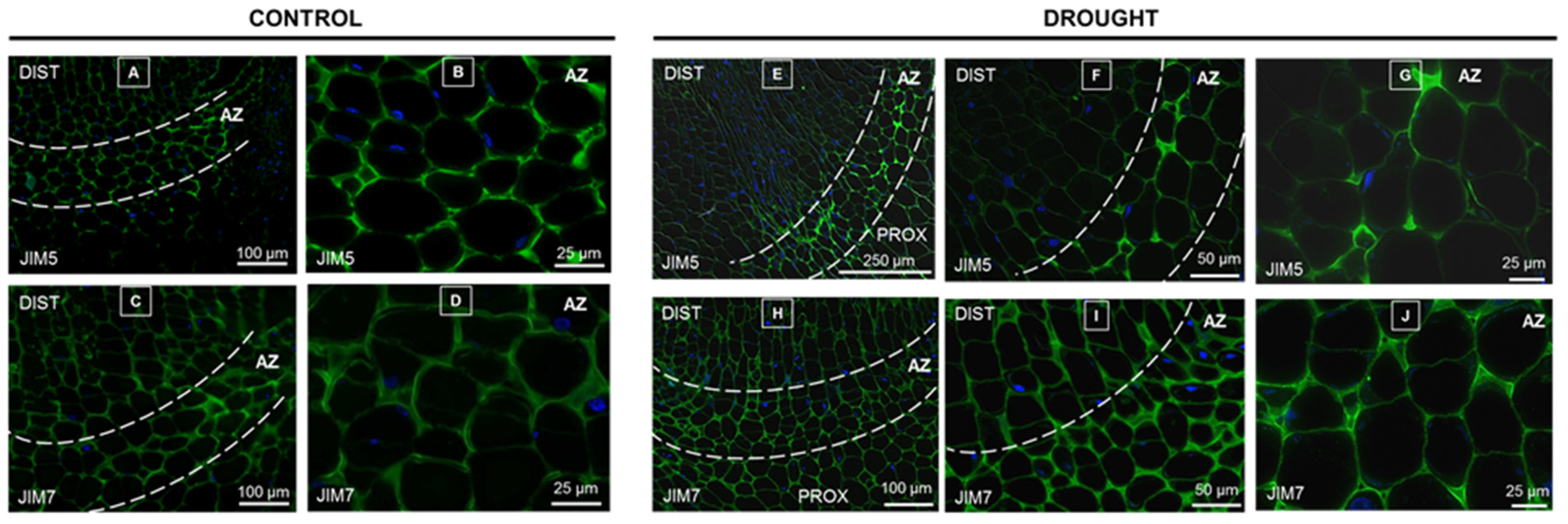 Ijms 21 06848 g004 Ijms 21 06848 g004