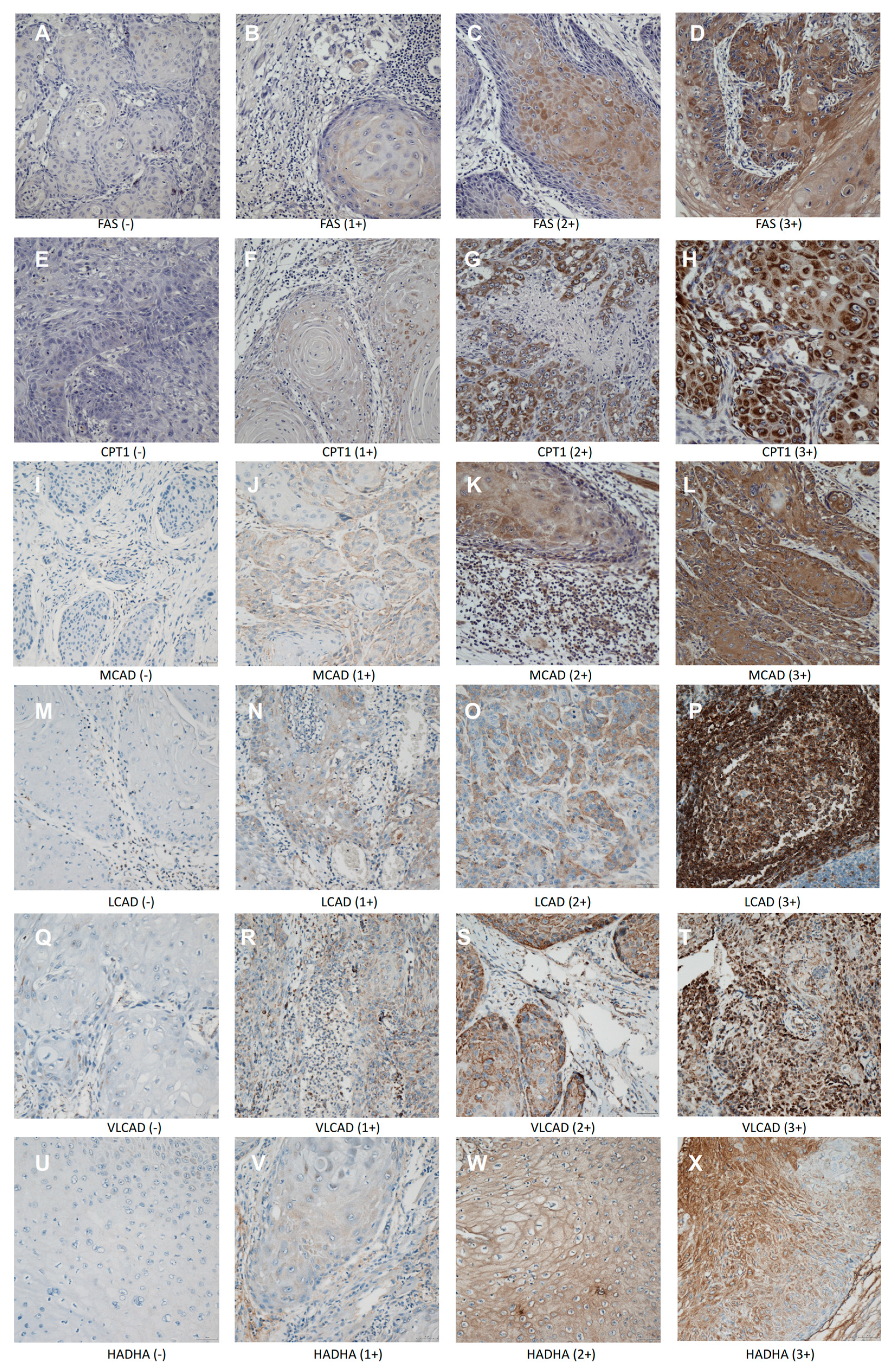 Ijms 21 06851 g001 Ijms 21 06851 g001